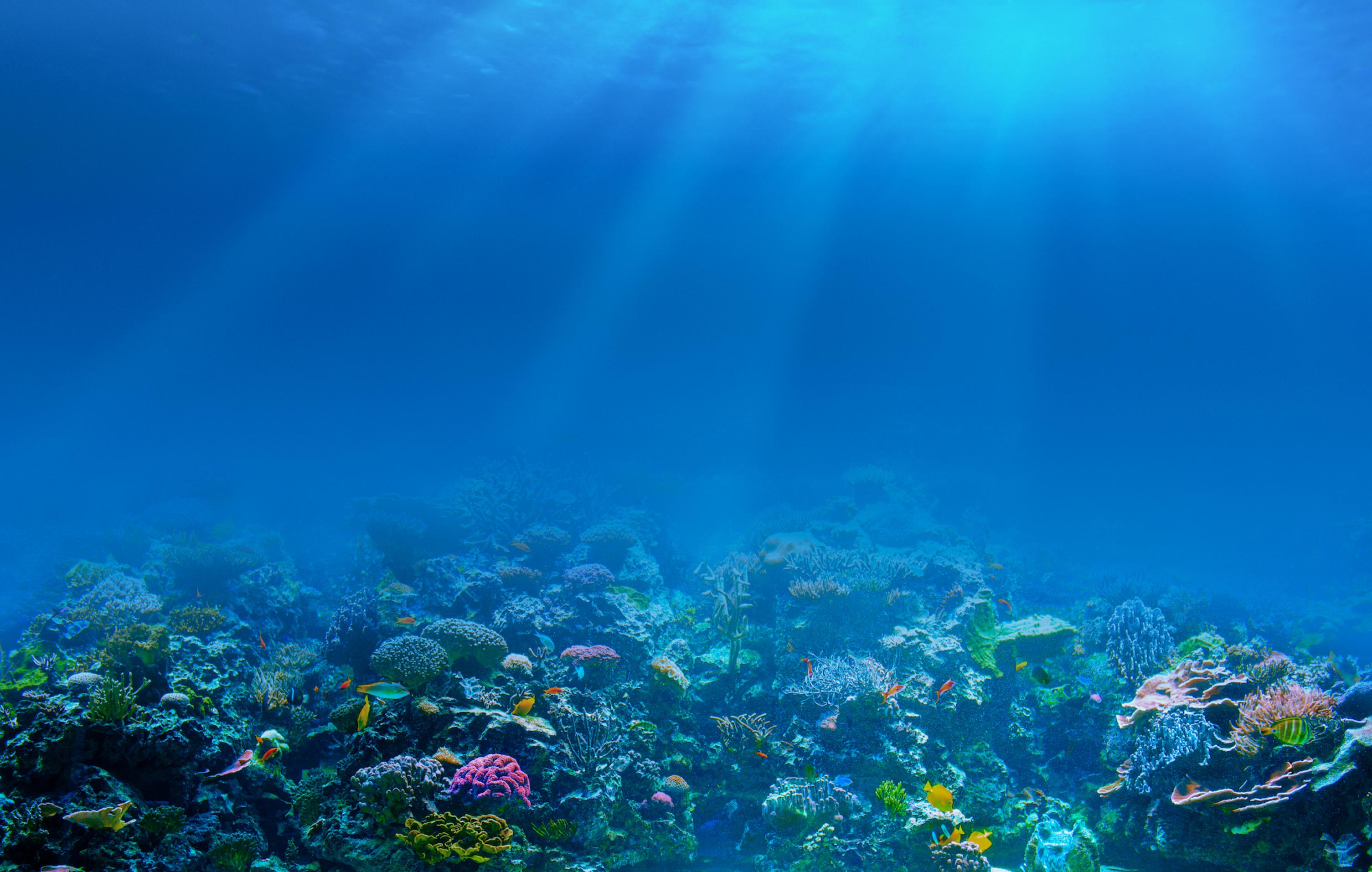 Unterwasseraufnahme eines Korallenriffs.