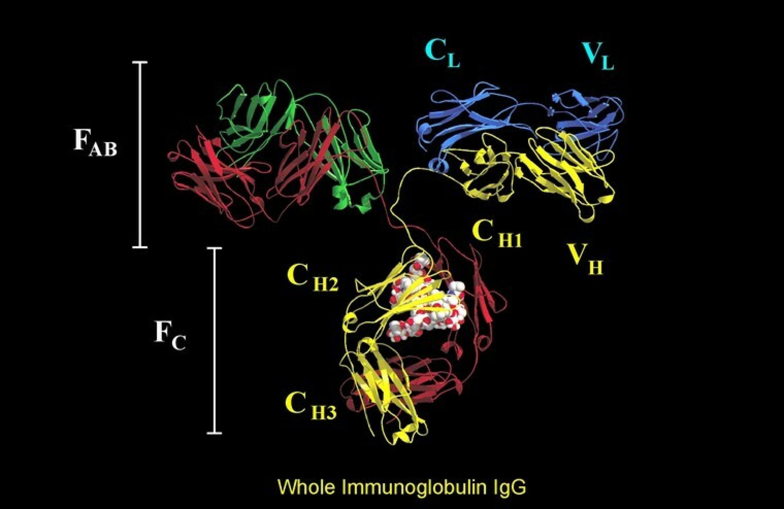 Modellhafte, bunte Darstellung eines IgG Antikörper Moleküls. Zu sehen sind die verschiedenen gefalteten Proteinstrukturen, die die Funktion der Antikörper ausmachen: die Bindung des Antigens und die Wechselwirkung mit Immunzellen.