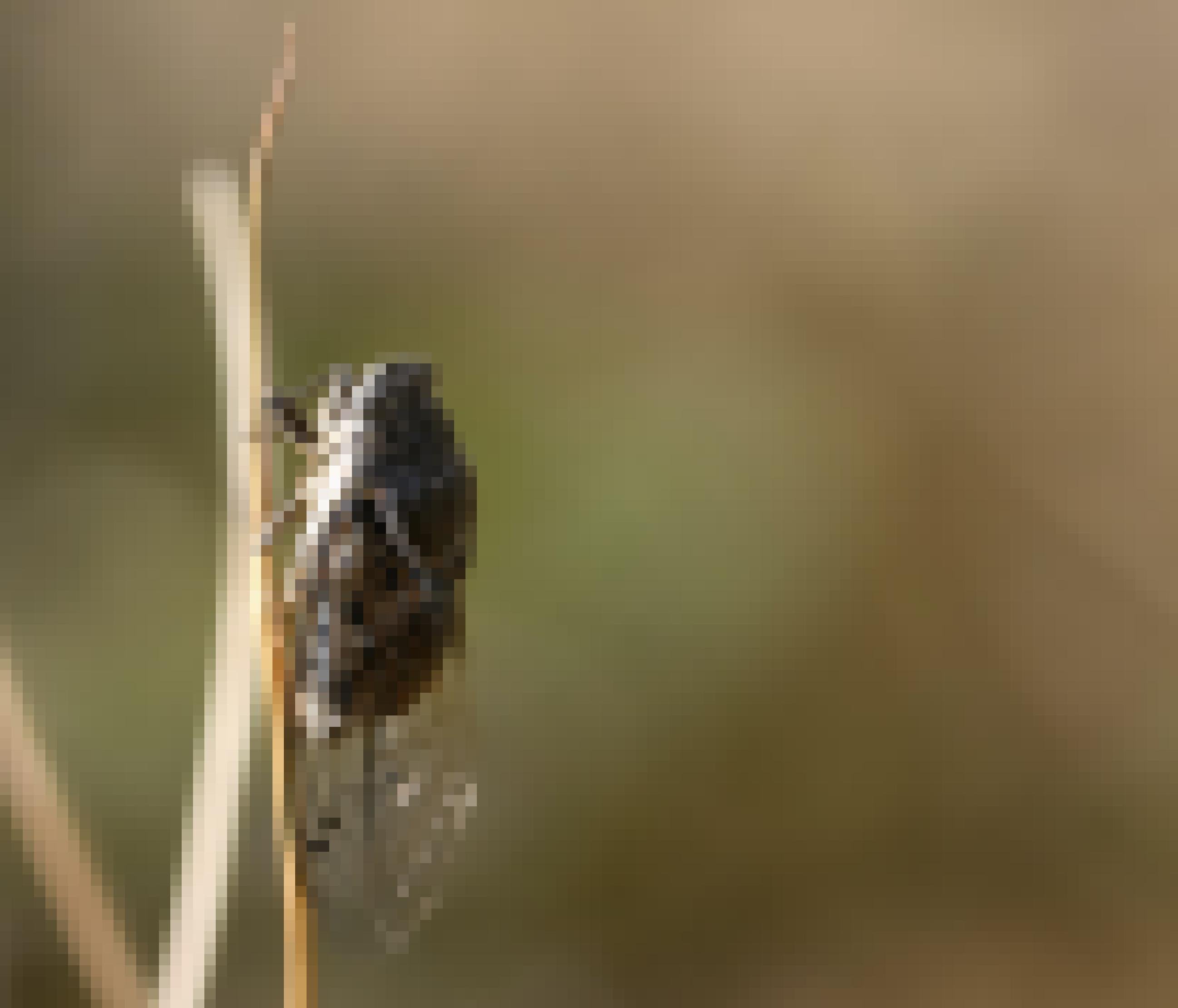 Eine kleine unscheinbare grau-beige Apachen-Zikade sitzt senkrecht an einem Grashalm. Die Flügel sind durchsichtig und etwa doppelt so lang wie der Körper. Das Insekt übersteht extreme Hitze durch starkes Schwitzen.