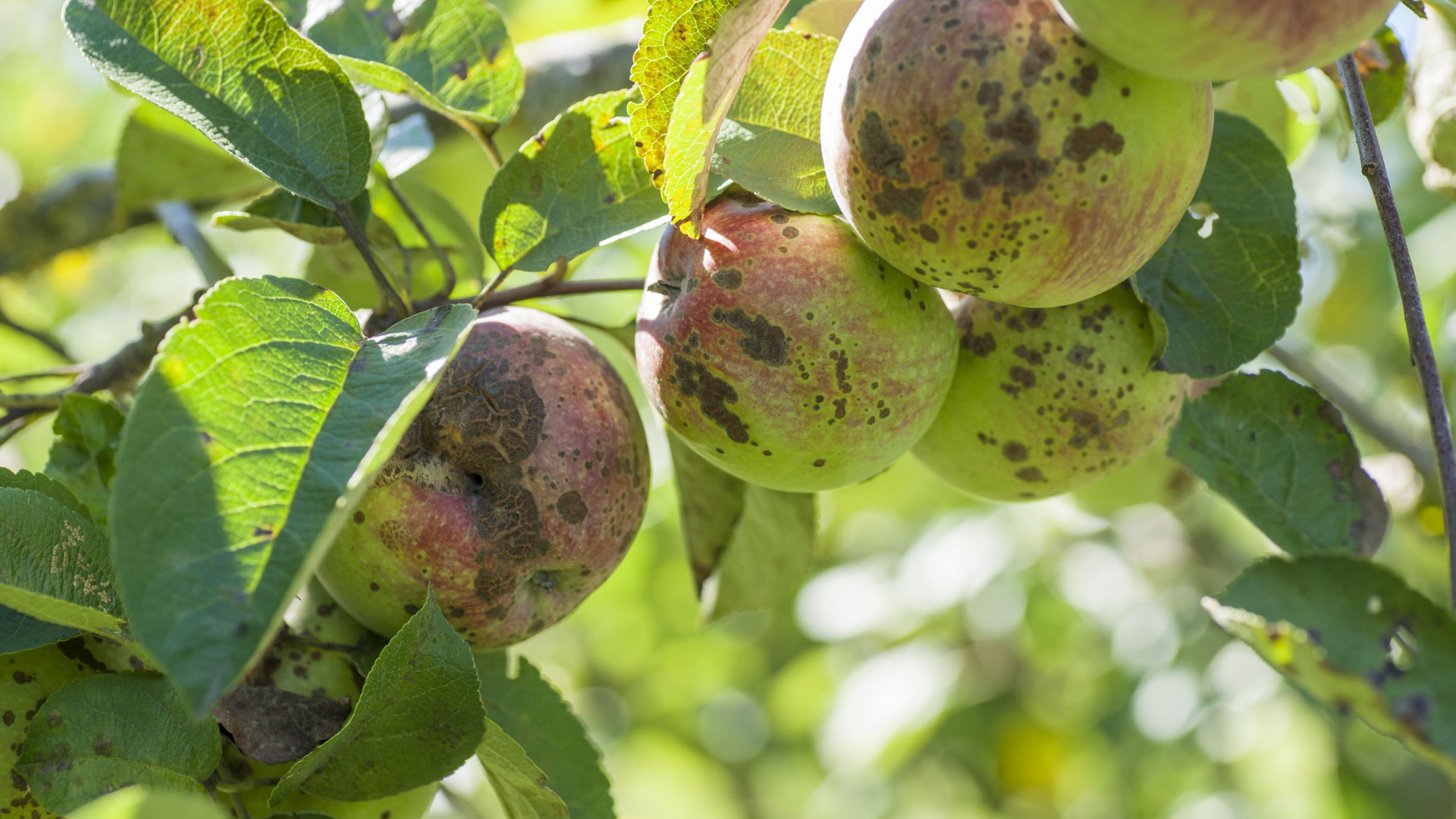 Das Foto zeigt Äpfel am Baum, die vom Apfelschorf befallen sind, Um sie vor dem Pilz zu schützen, werden konventionelle Äpfel meist stark gespitzt.