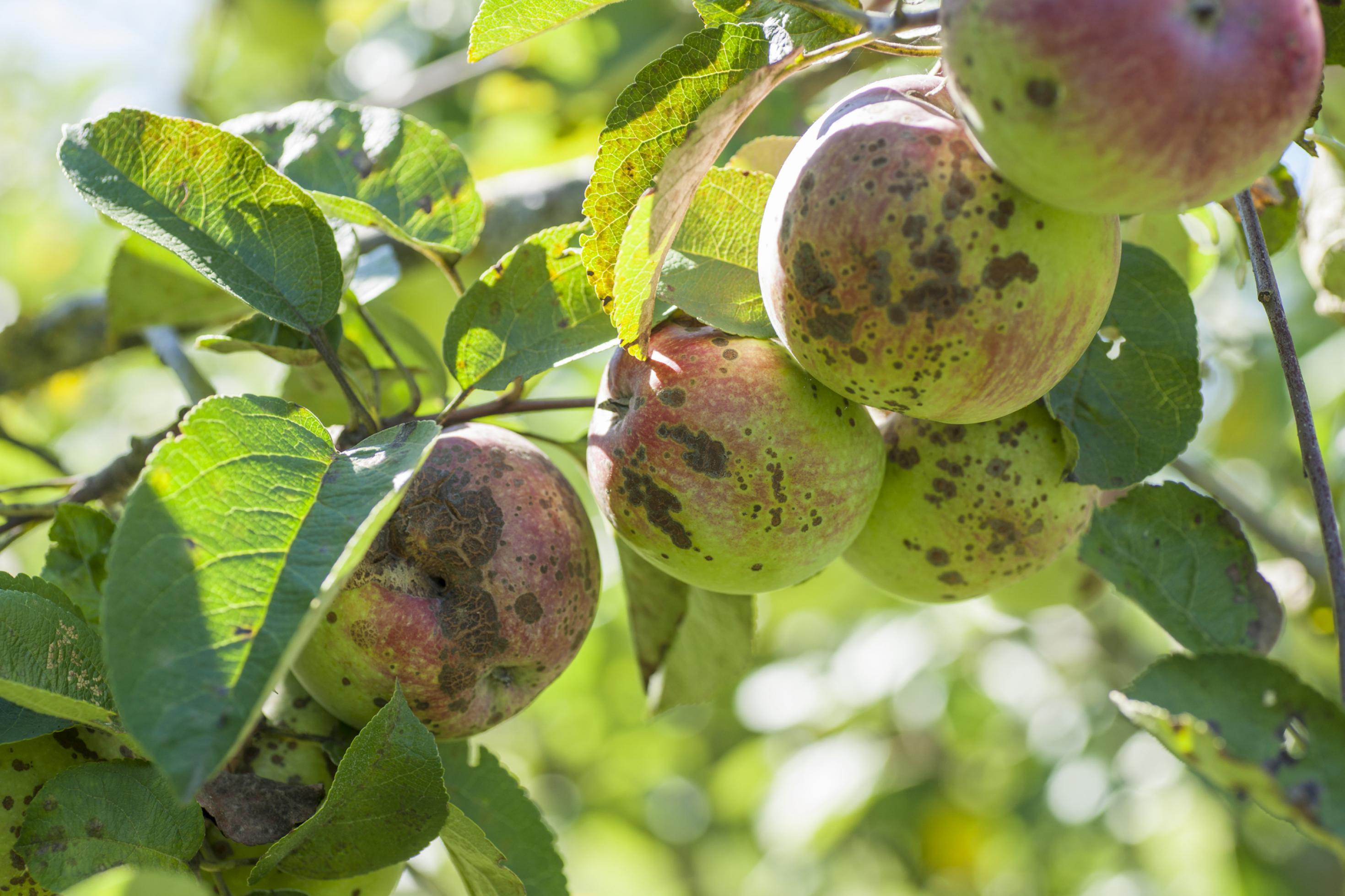 Das Foto zeigt Äpfel am Baum, die vom Apfelschorf befallen sind, Um sie vor dem Pilz zu schützen, werden konventionelle Äpfel meist stark gespitzt.