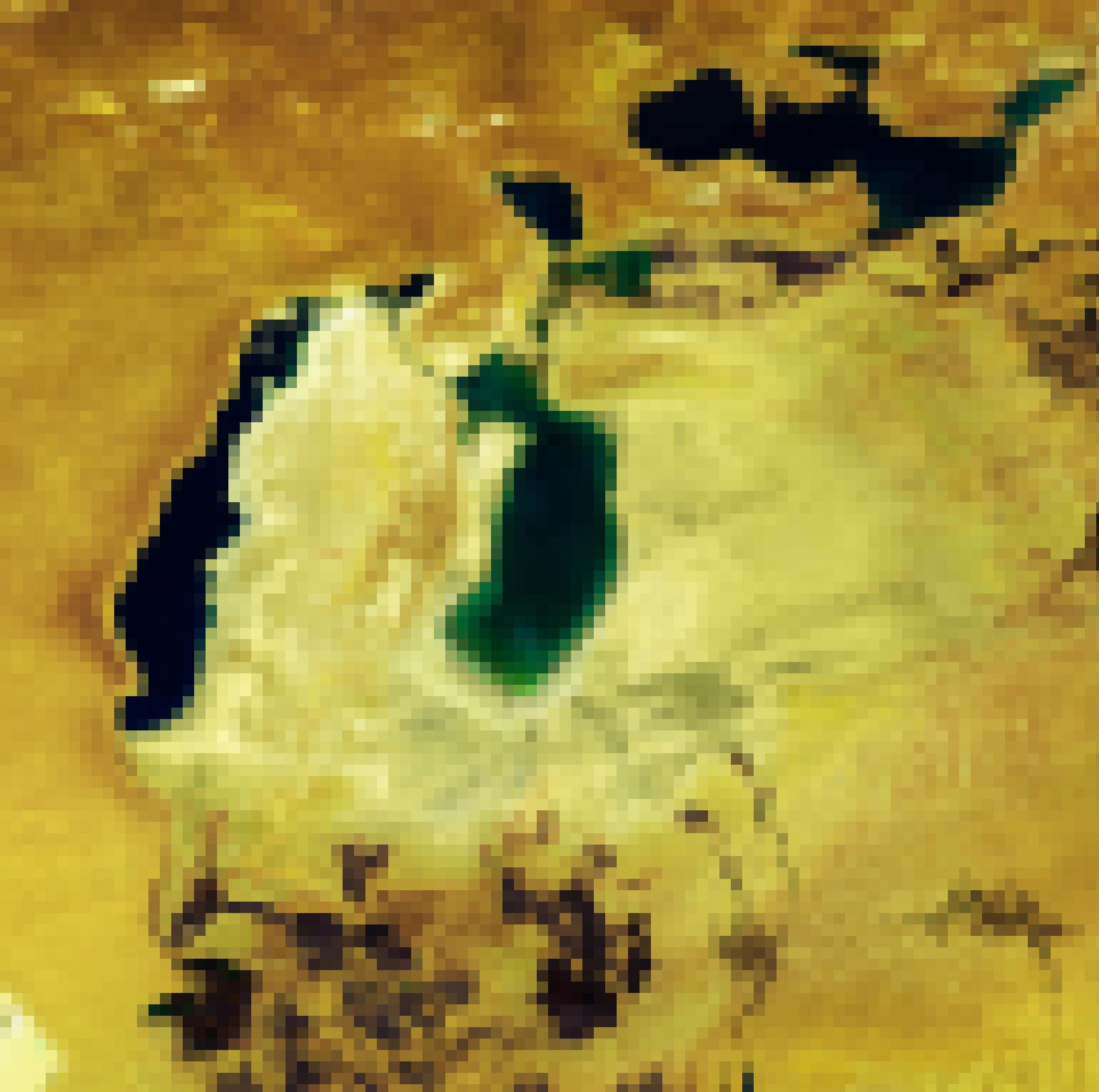 Satellitenbild einer gelben Wüste, der See ist nur noch im Norden an einer Küstenlinie mit Wasser erkennbar, der allergrößte Teil ist weißlich-gelb gefärbte Wüste.