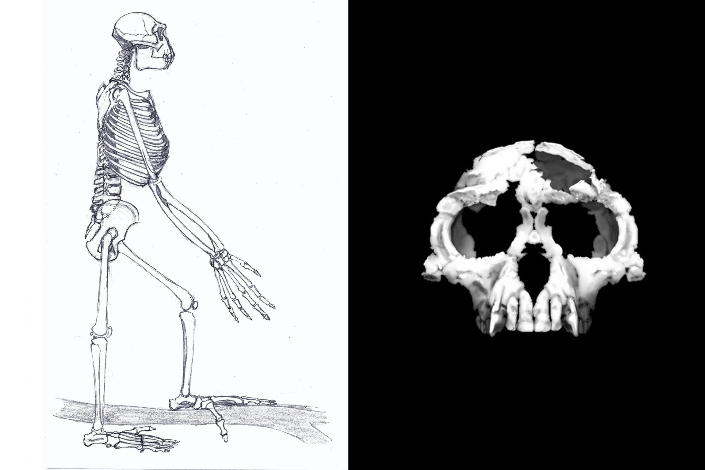 Links ist die Schwarz-weiß-Grafik vom Skelett eines aufrecht stehenden Wesens zu sehen: Der Vormensch Ardipithecus ramidus. Er zeigt lange Arme mit langen Fingern daran und Füße, die dank eines abspreizbaren großen Zehs gut Äste umgreifen können und damit für ein Leben auch auf Bäumen sprechen. Rechts ist der fossile Schädel von Ardipithecus zu sehen, der zeigt: Viel Hirn besaß dieser menschliche Verwandte noch nicht.