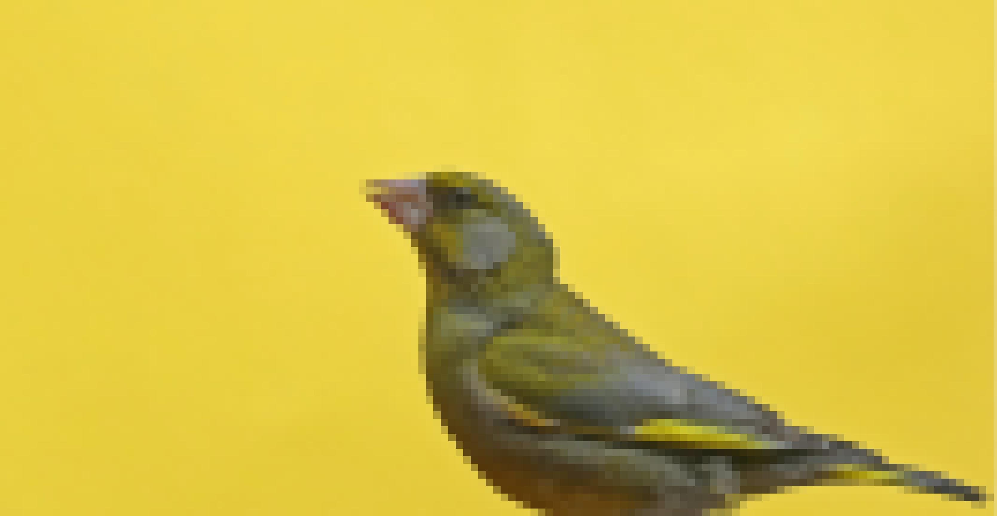 Ein Grünfink-Männchen vor gelbem Hintergrund.