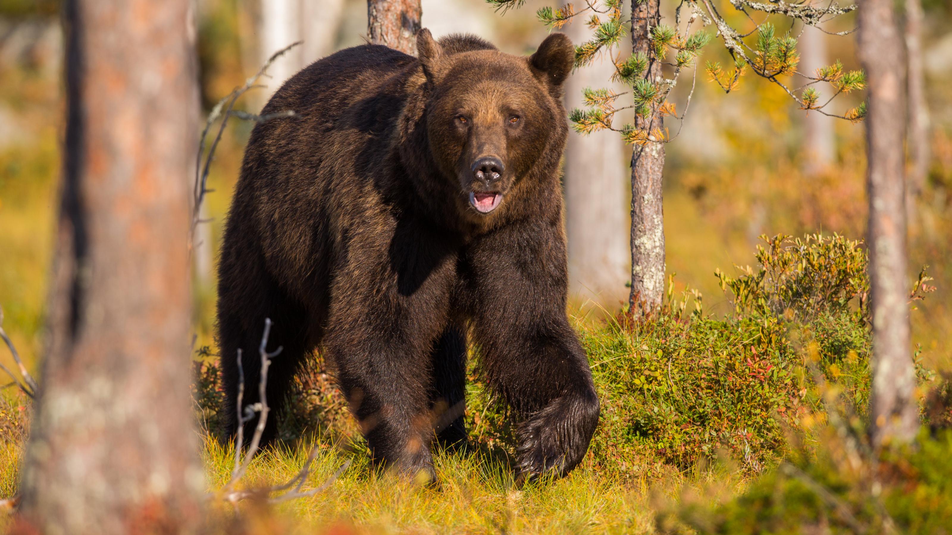 Ein Braunbär bewegt sich in einem lichten Birkenwald auf den Fotografen zu.