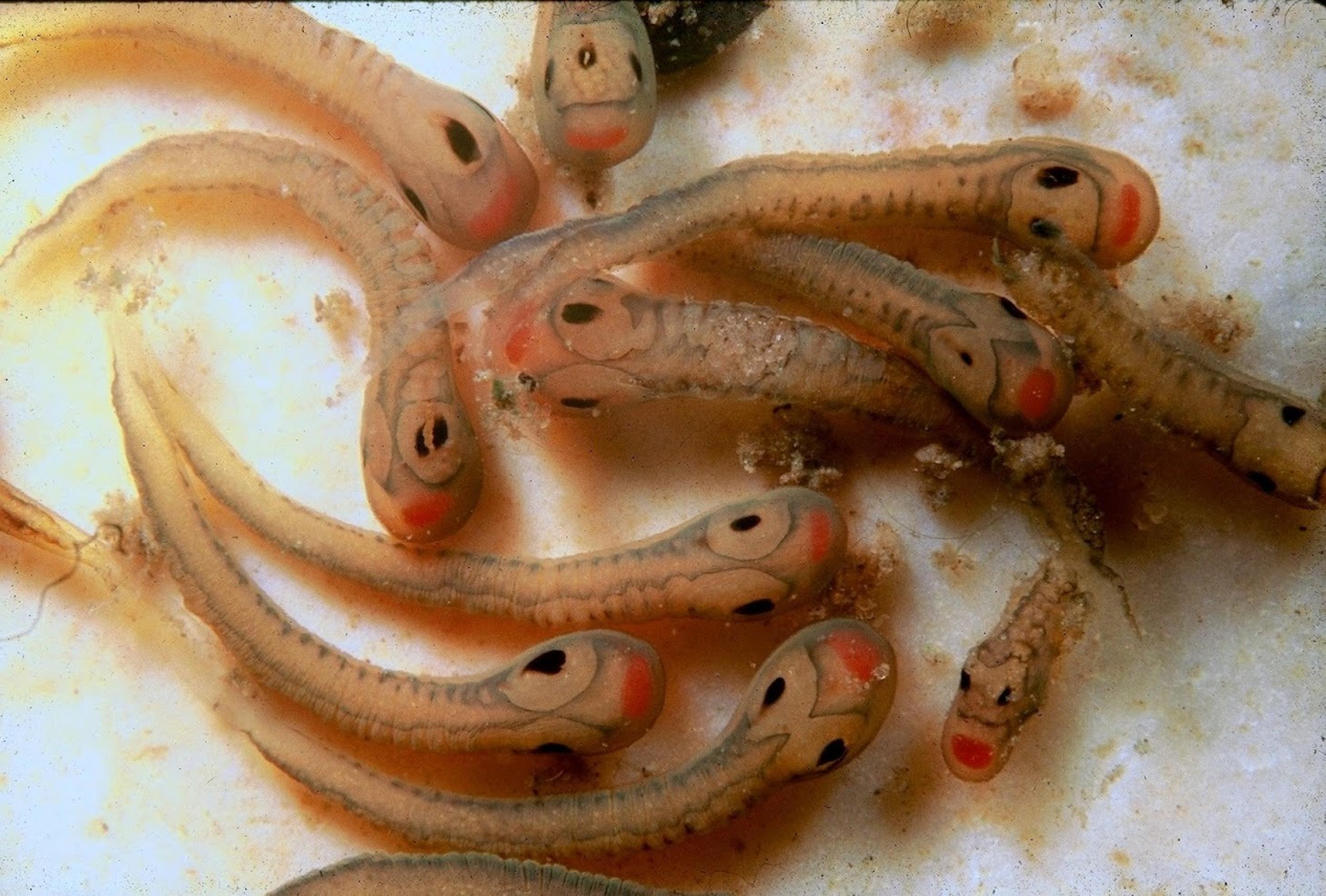 Eine Gruppe vermeintlicher Fischlarven mit großen Augen und roter Schnauze. Tatsächlich handelt es sich hier um Muschellarven in appetitlicher Verpackung.
