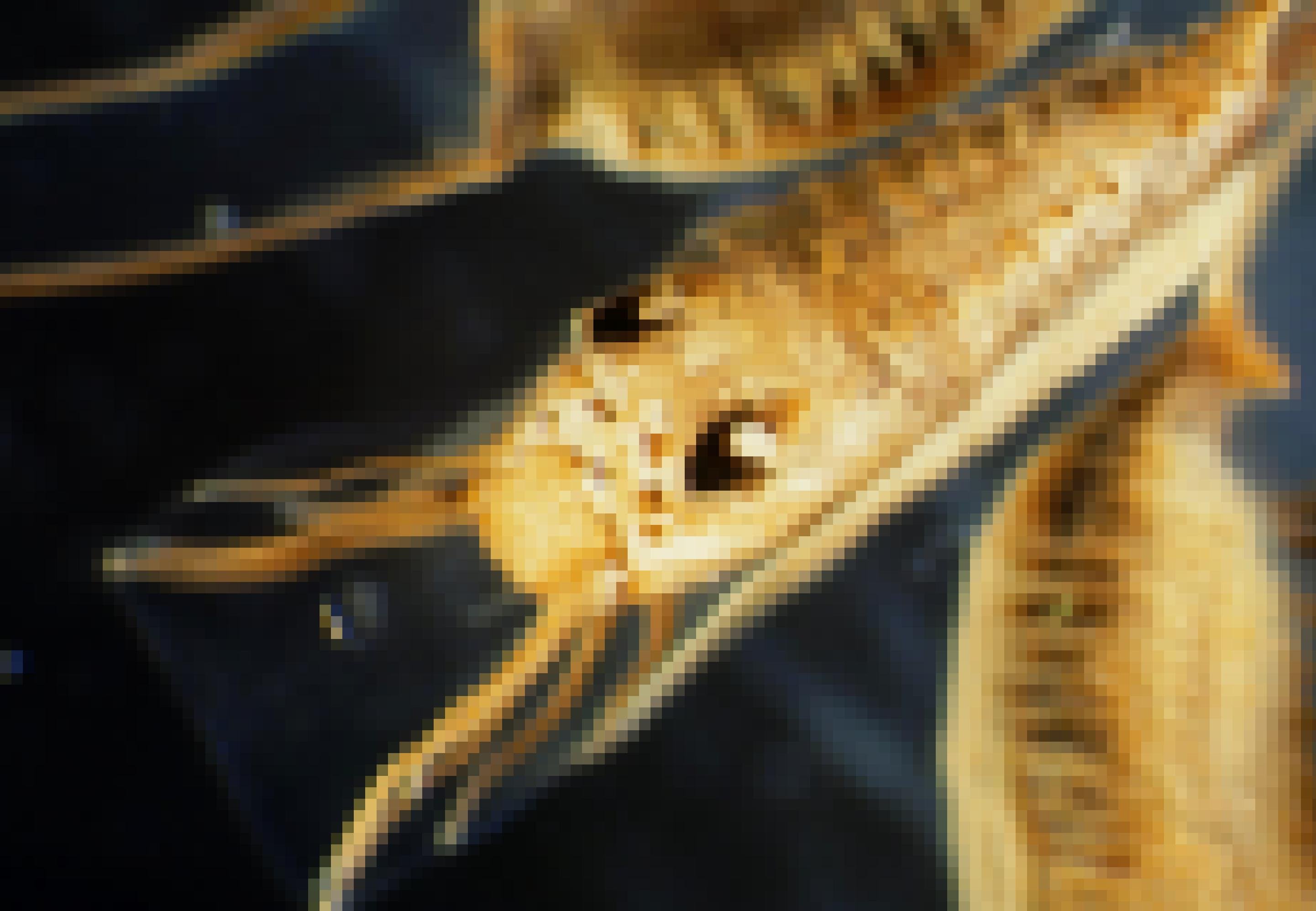Was hier wie ein Wasserinsekt mit dunklen Augen und Beinchen aussieht, ist eine Tarnhülle für parasitische Muschellarven.