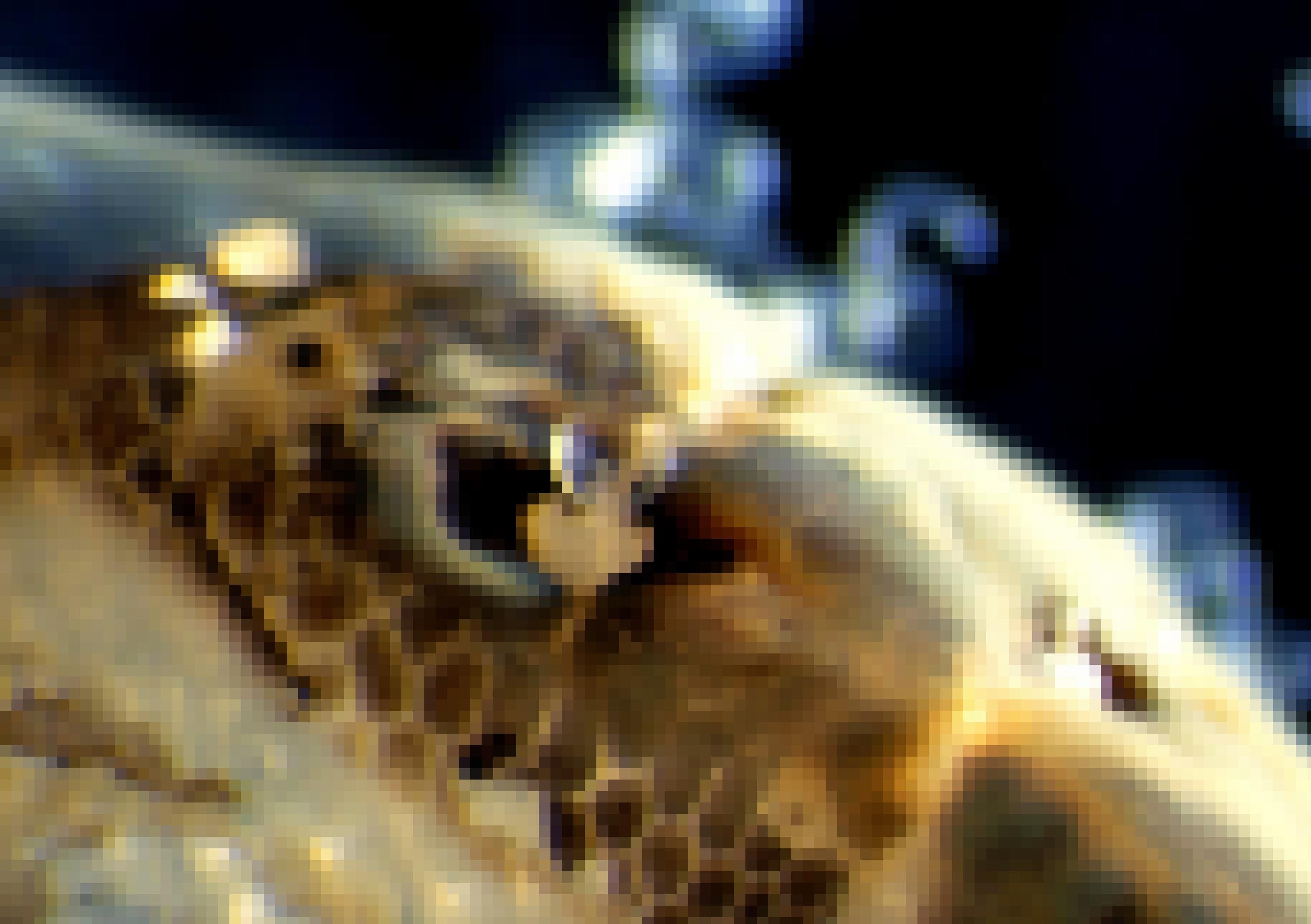 Großaufnahme des aufgemalten Augenflecks eines Muschelköders. Hier  können die Larven leicht entkommen und einen Fisch infizieren.