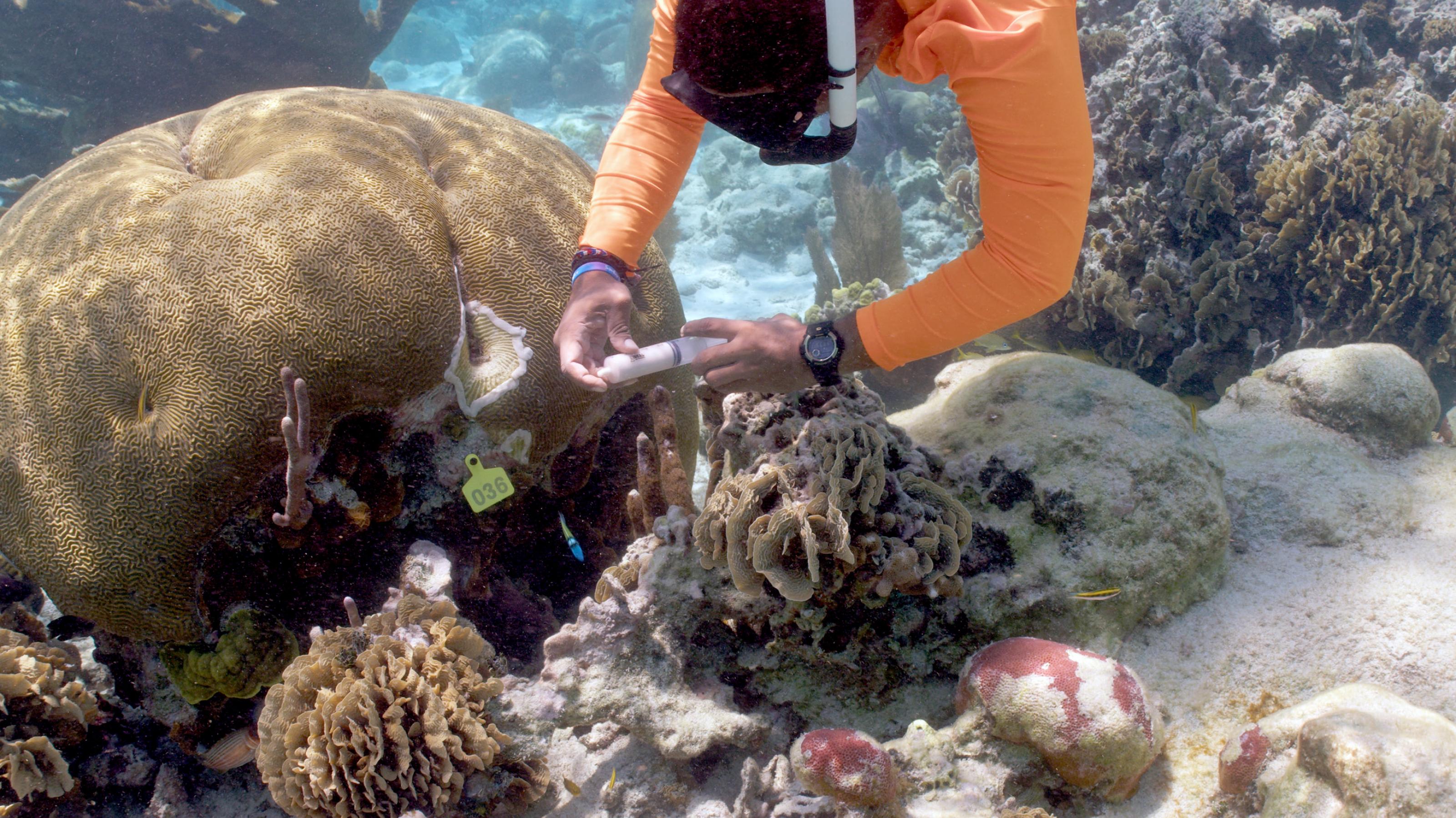 Man sieht eine Meeresbiologin unter Wasser, die eine Koralle mit einer Spritze behandelt.