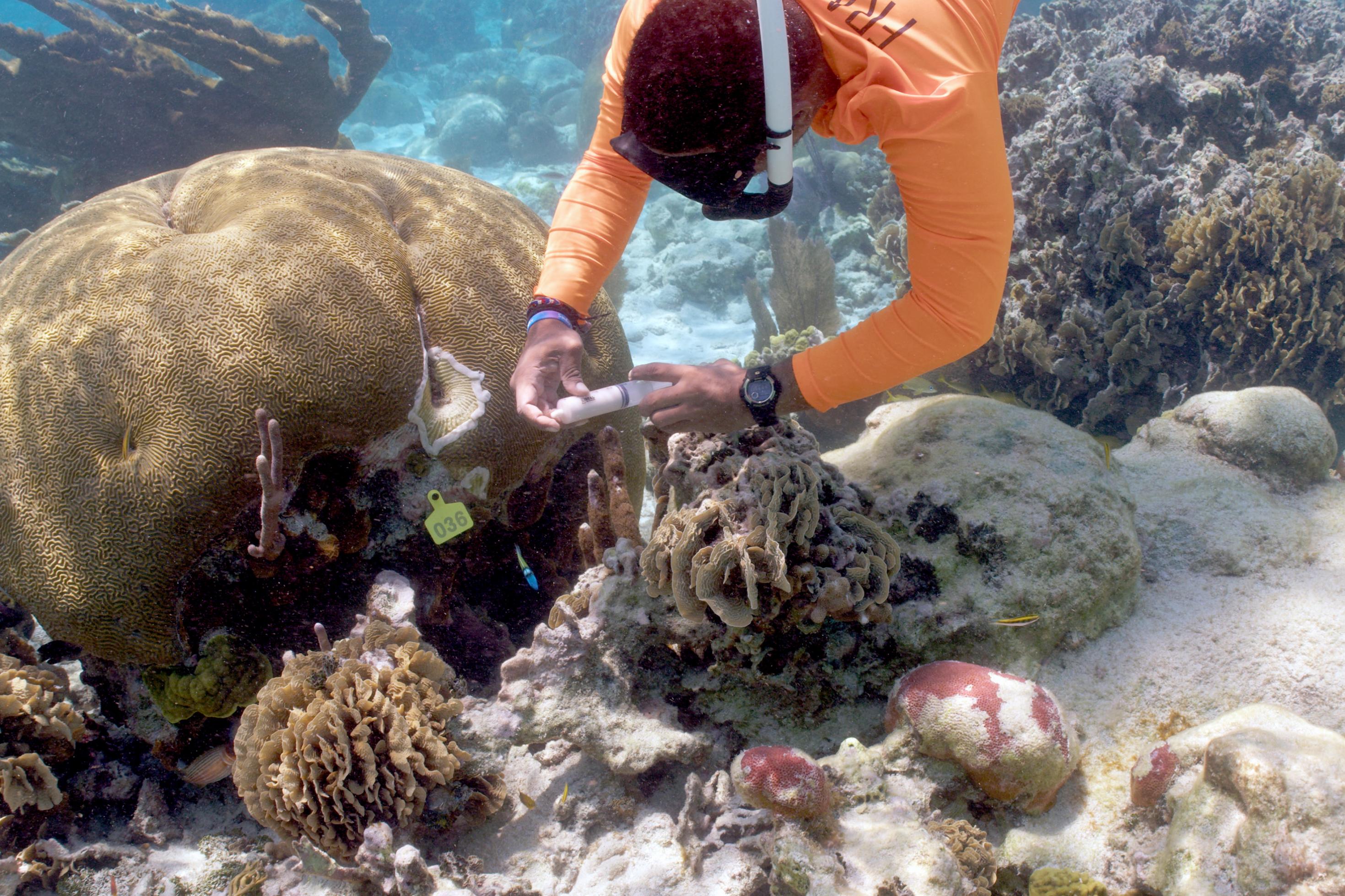 Man sieht eine Meeresbiologin unter Wasser, die eine Koralle mit einer Spritze behandelt.