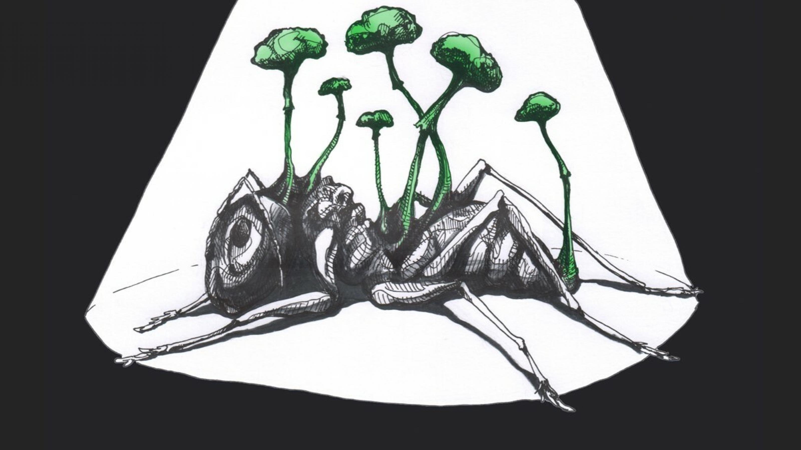 Illustration einer toten Ameise, aus der mehrere Fruchtkörper eines parasitischen Pilzes sprießen.