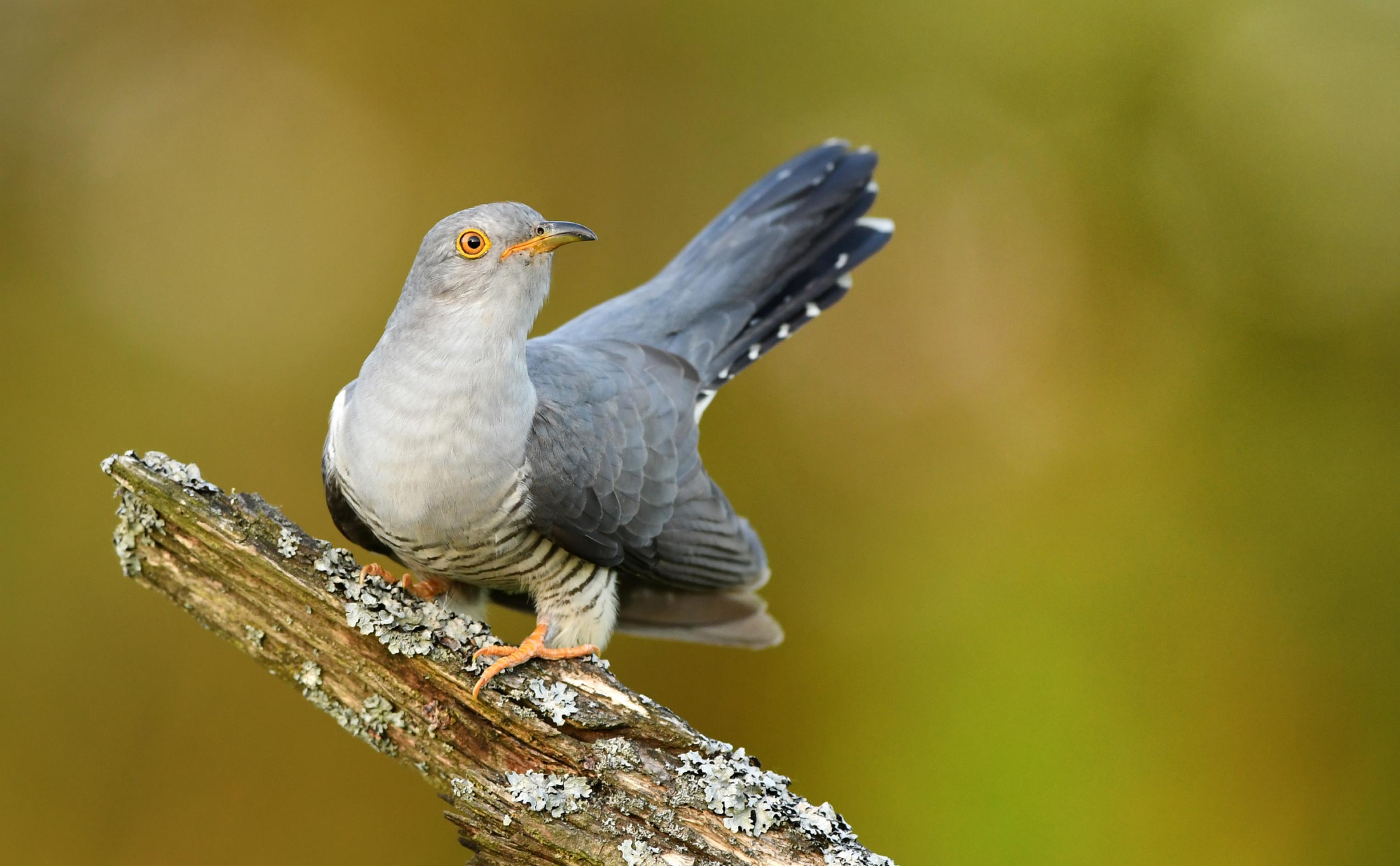 Ein Kuckuck sitzt auf einem Ast. Das Gefieder ist grau, am Unterbauch hat der Vogel eine Bänderung.