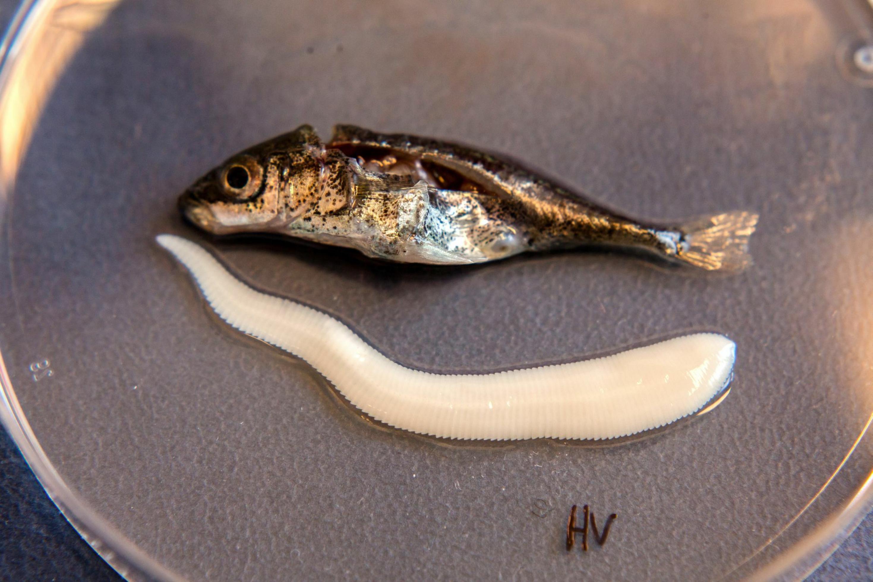 Ein Stichling und sein Bandwurm liegen nebeneinander, wobei der Parasit länger ist als der Fisch.