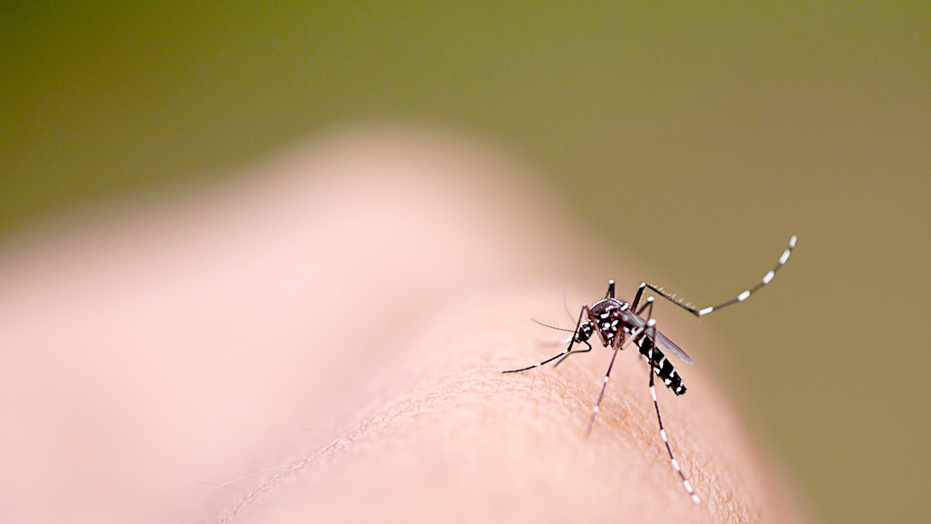 Die Weibchen der Asiatische Tigermücke Aedes albopictus sind lästige Insekten. Und sie können Krankheitserreger auf den Menschen übertragen.