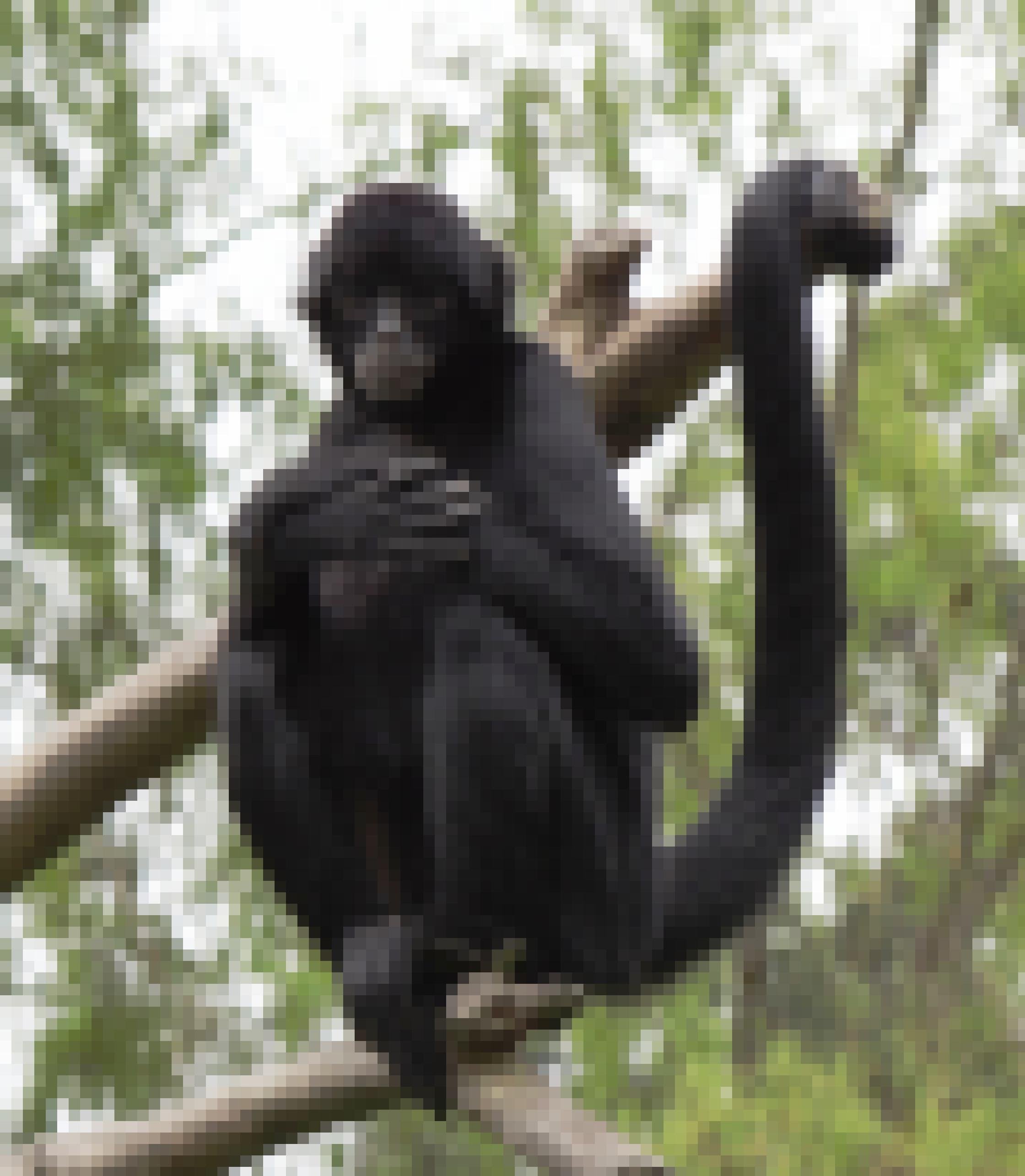 Ein Klammeraffe sitzt auf einem Baum im Jaime Duque Park Zoo, Cundinamarca, Kolumbien.