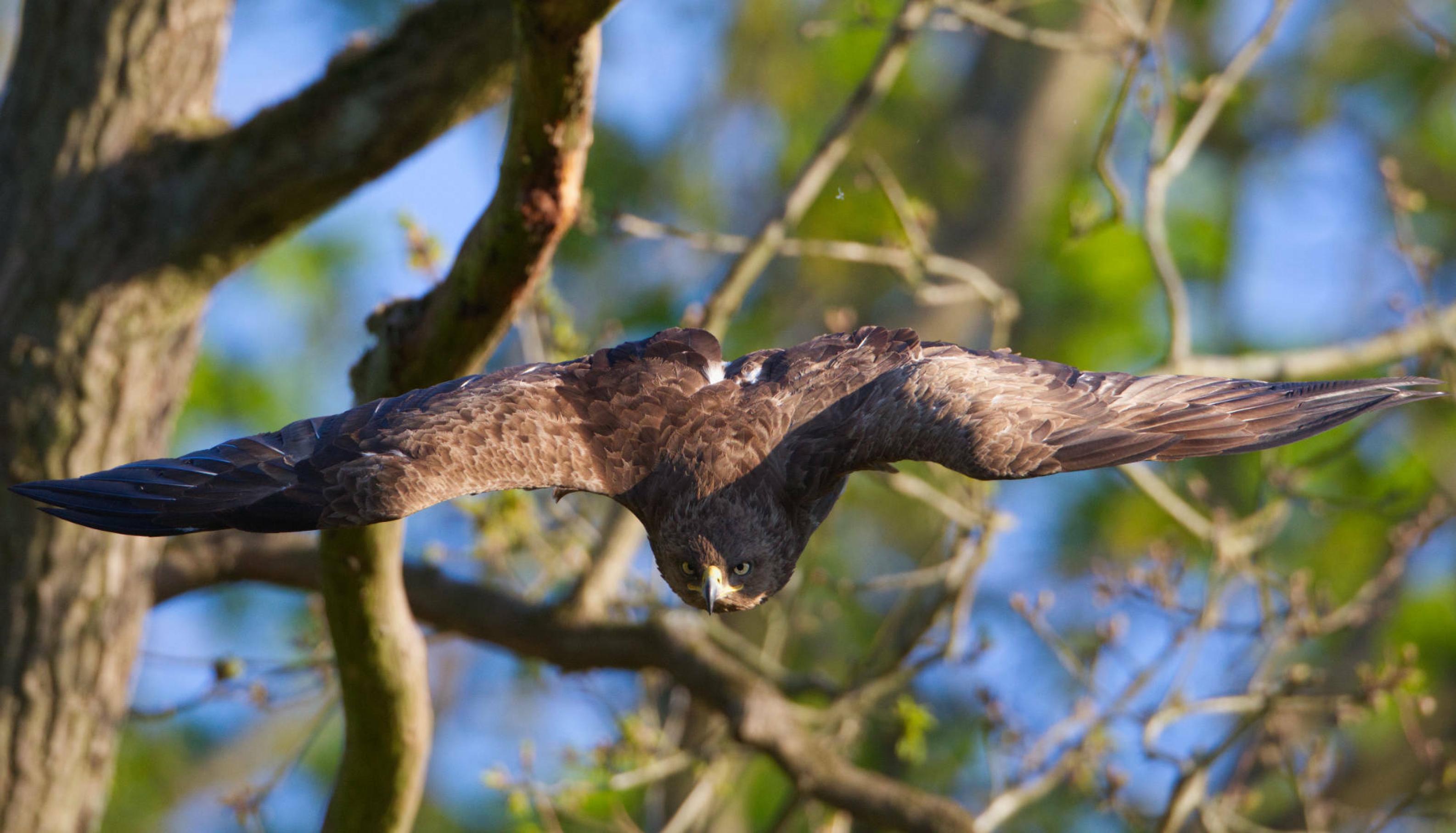 Ein Schreiadler im Anflug auf den Betrachter