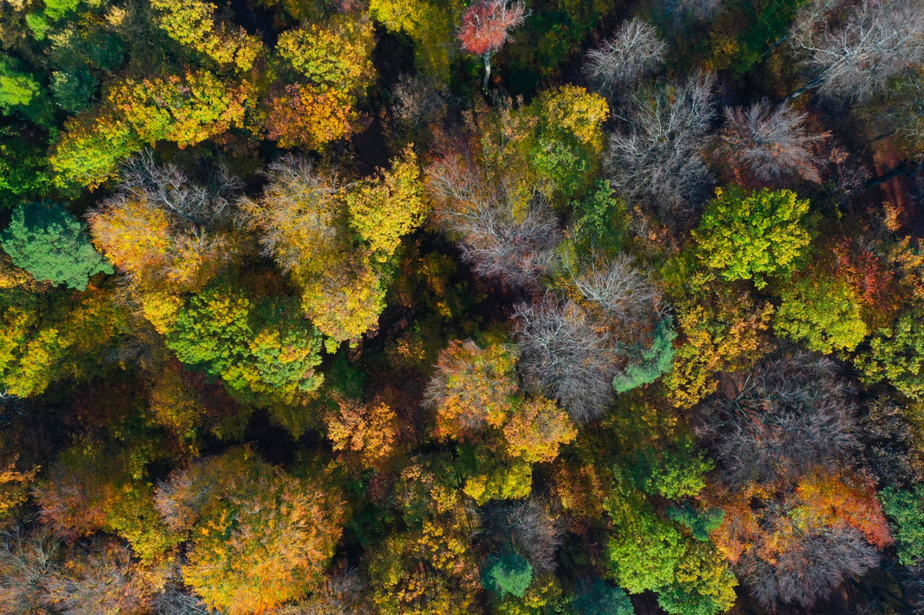 Luftbild des Mischwaldes im Herbstlaub