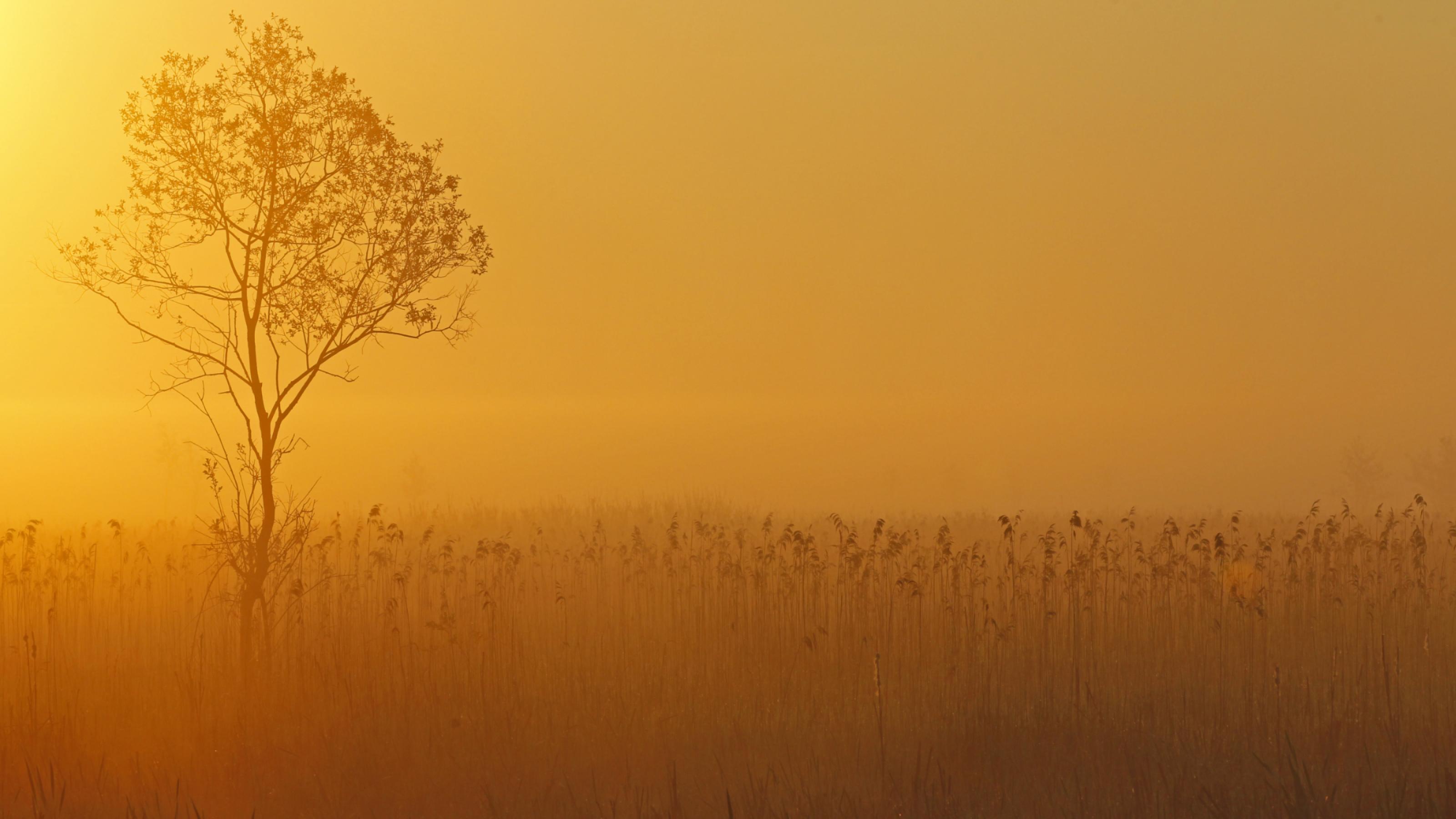 Eine Morgenstimmung im Moor