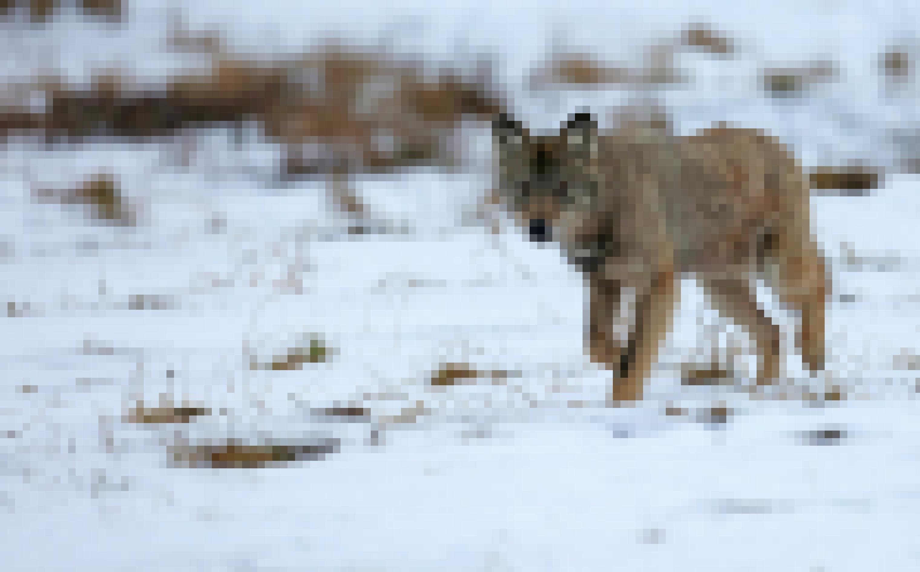 Ein Jungwolf läuft im Schnee auf den Betrachter zu.
