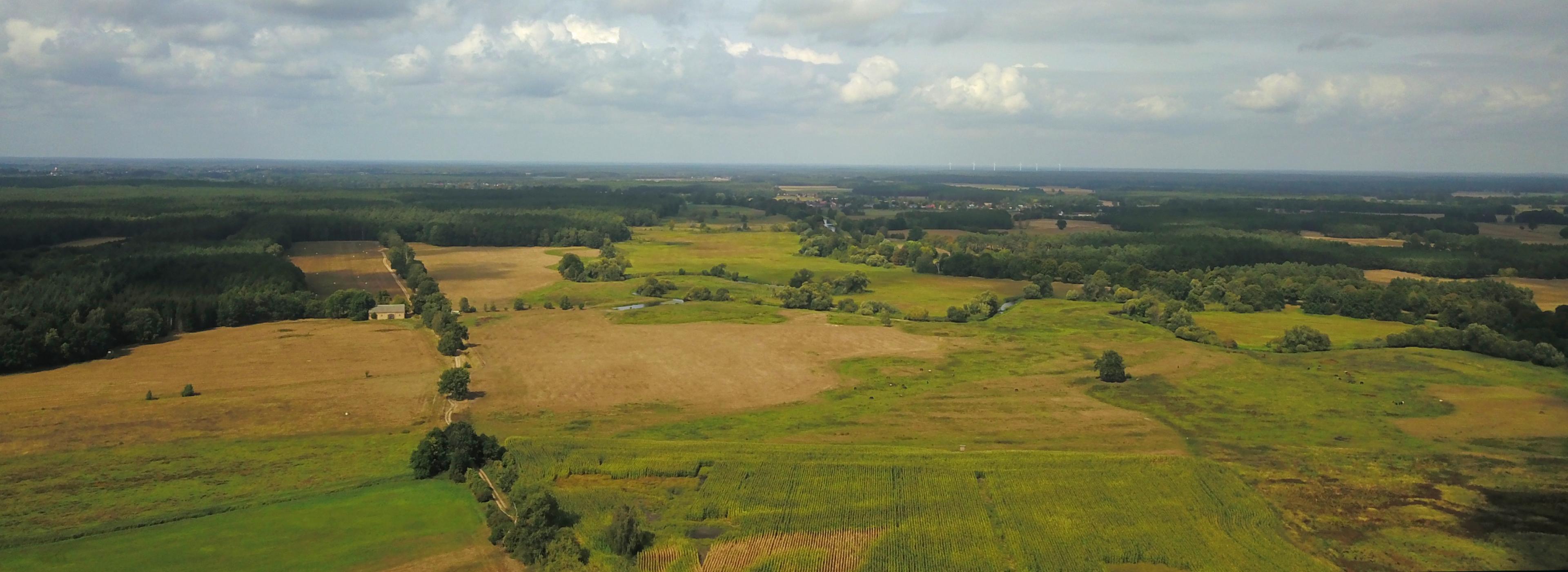 Ein Luftfoto eines großen Grünlandstücks mit Wald und Schilfabschnitten