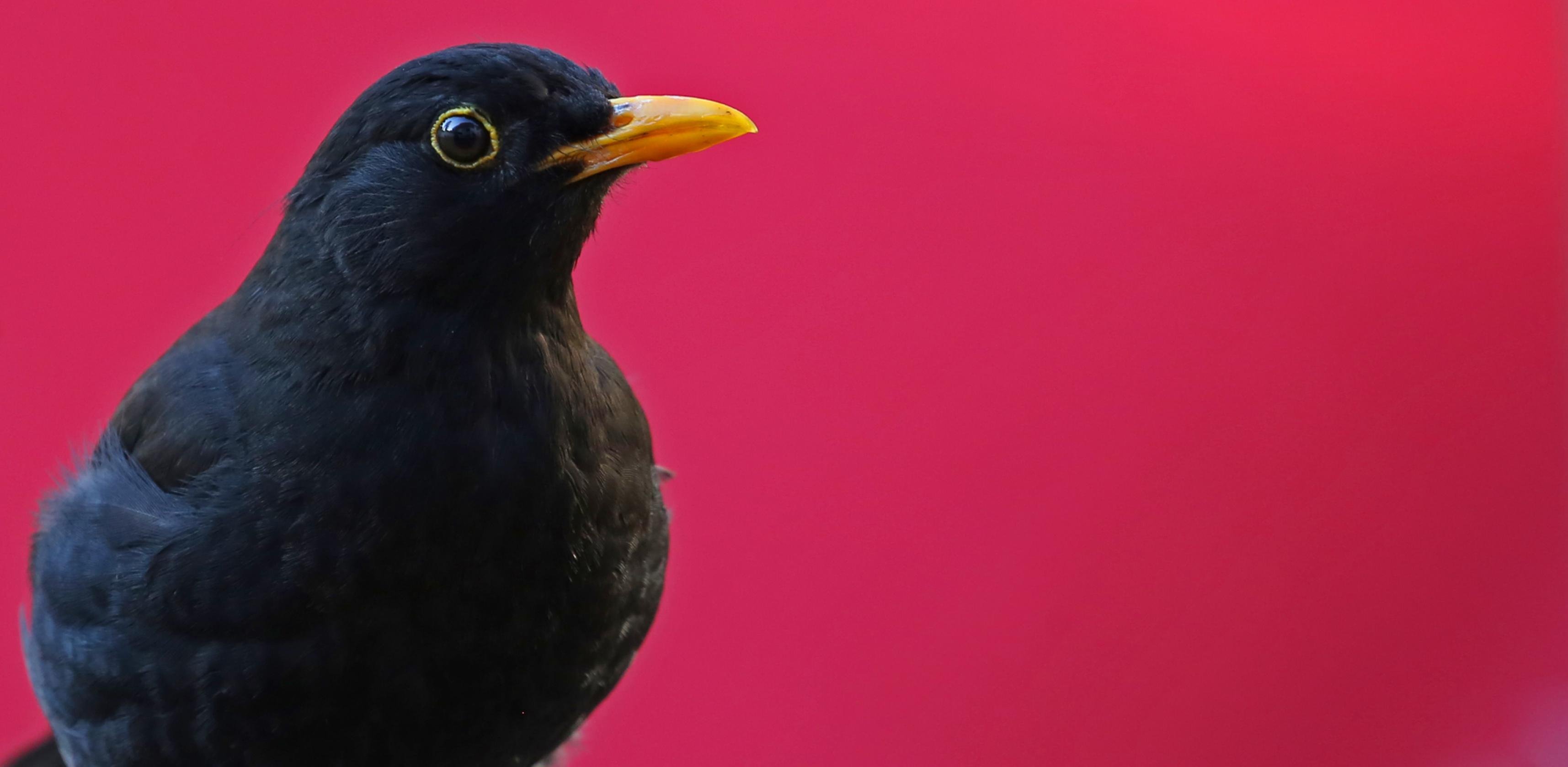 Eine männliche Amsel