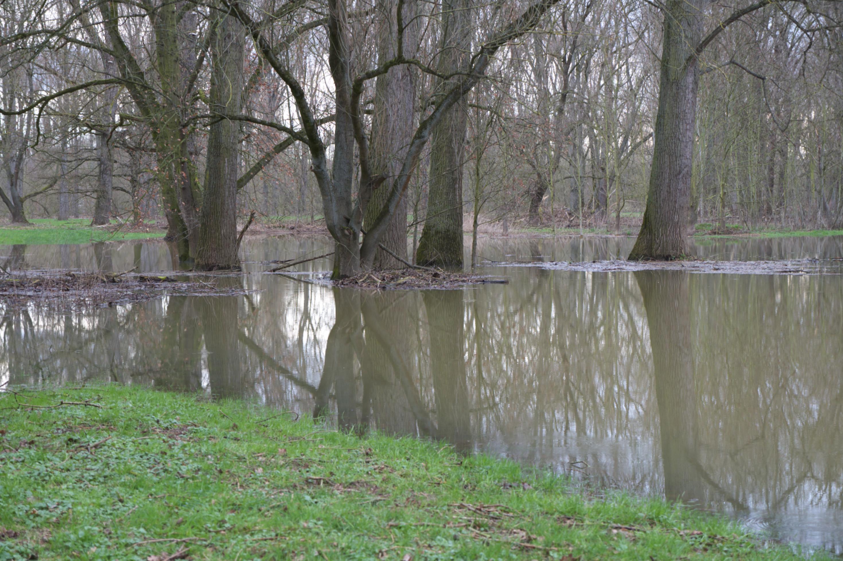 Bäume ohne Laub stehen auf einer überschwemmten Wiese und spiegeln sich im bräunlichen Wasser.