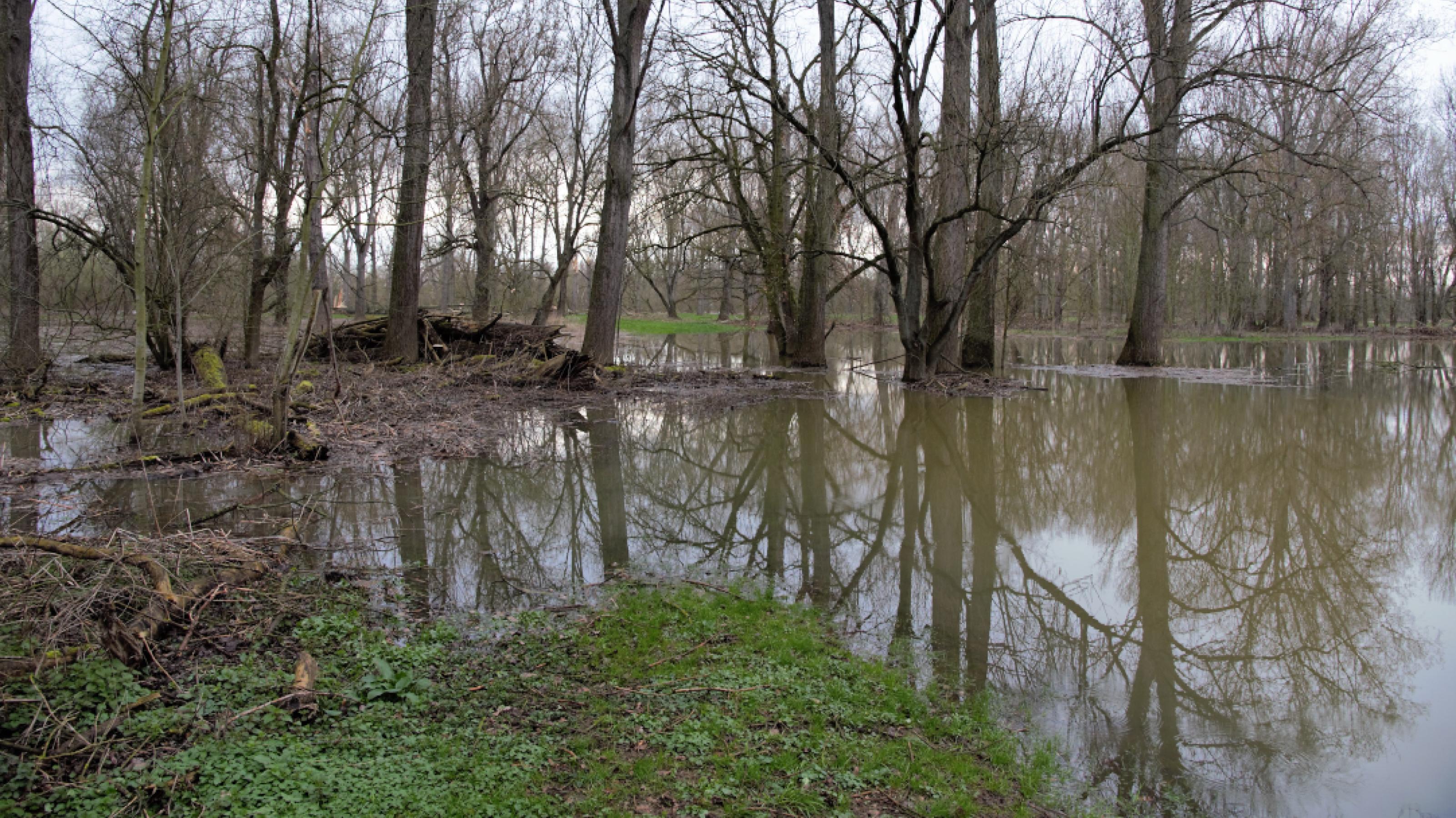 Bäume ohne Laub stehen auf einer überschwemmten Wiese und spiegeln sich im bräunlichen Wasser.