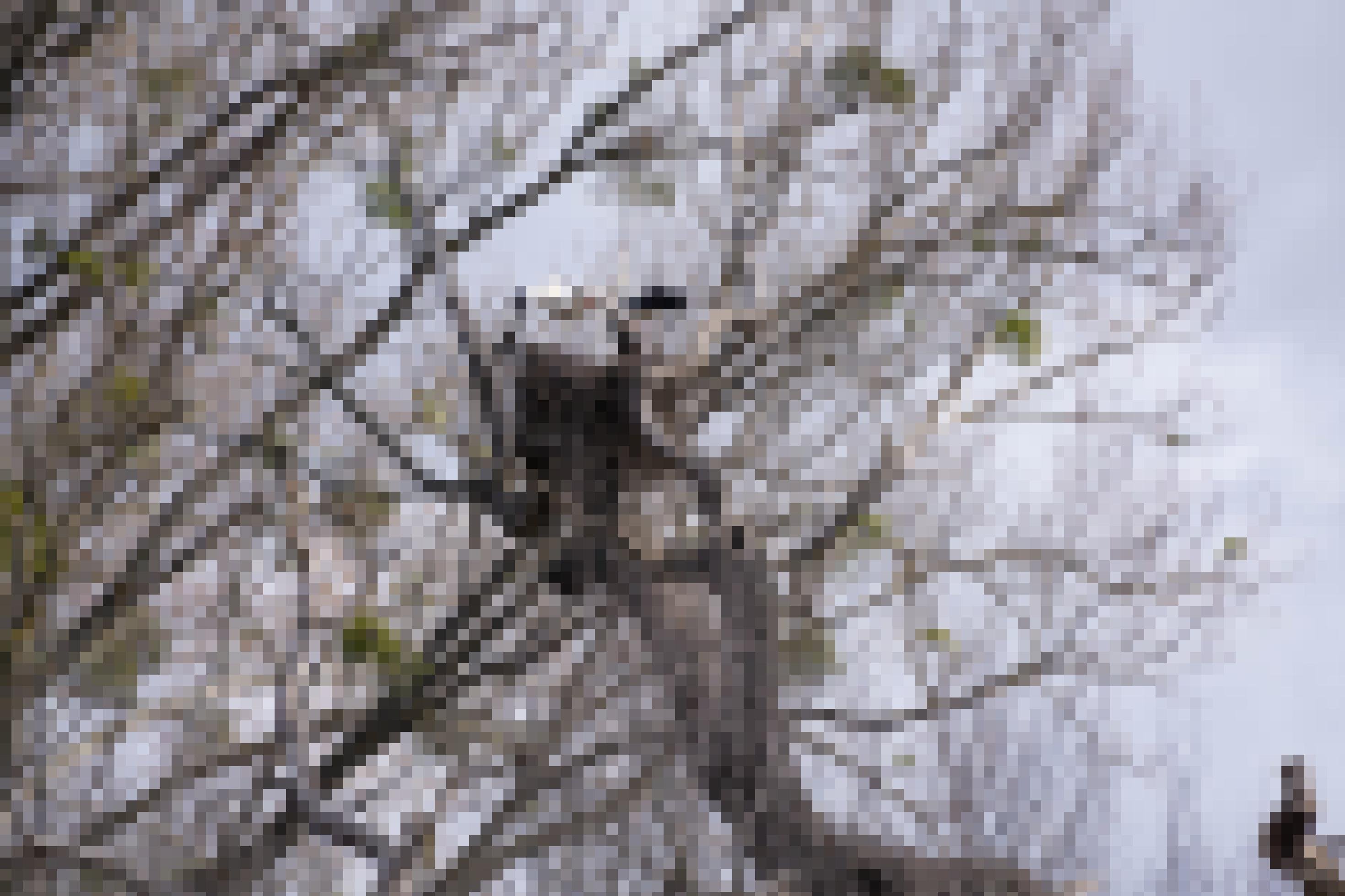 Storchenpaar in Nest auf großem Baum