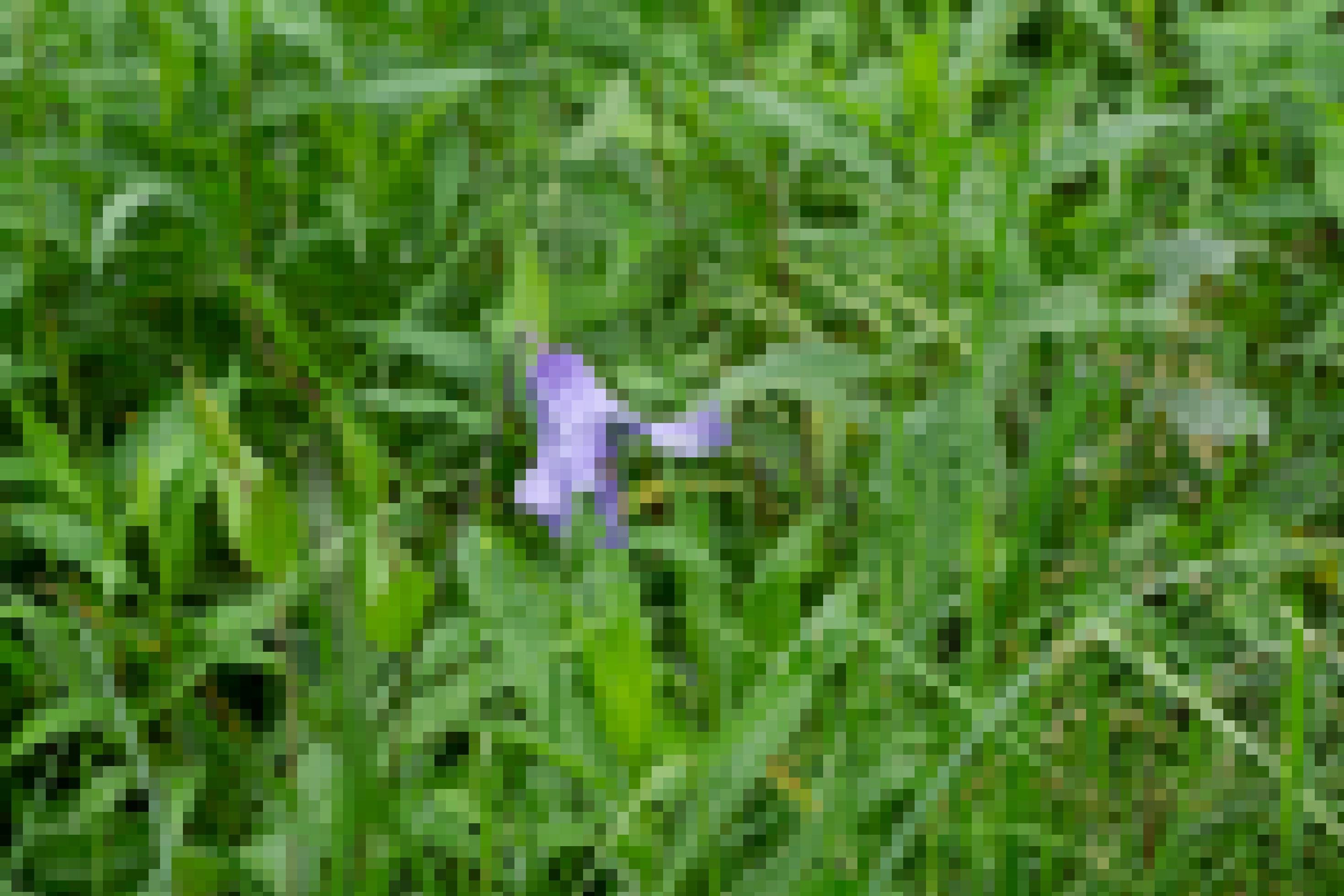 violette Pflanze auf Wiese