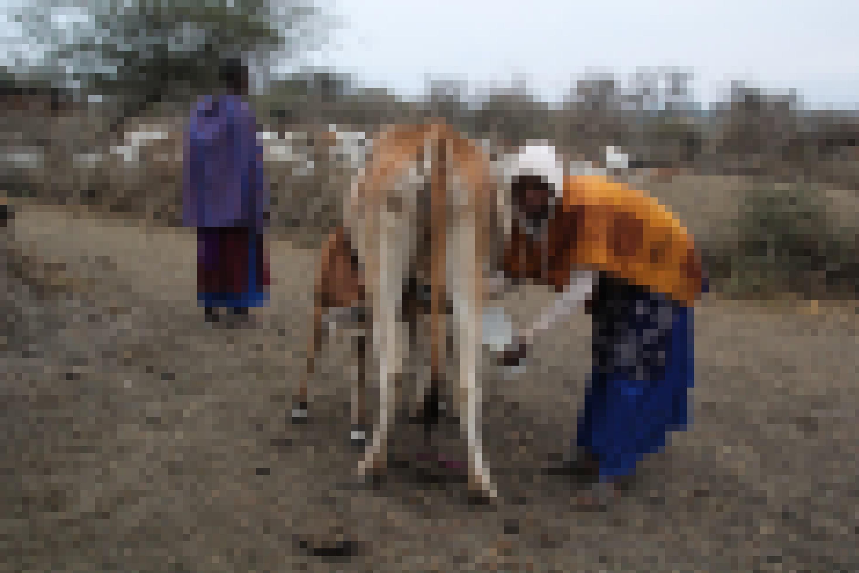Das Foto zeigt eine Frau, die ihre Kuh mit der Hand melkt