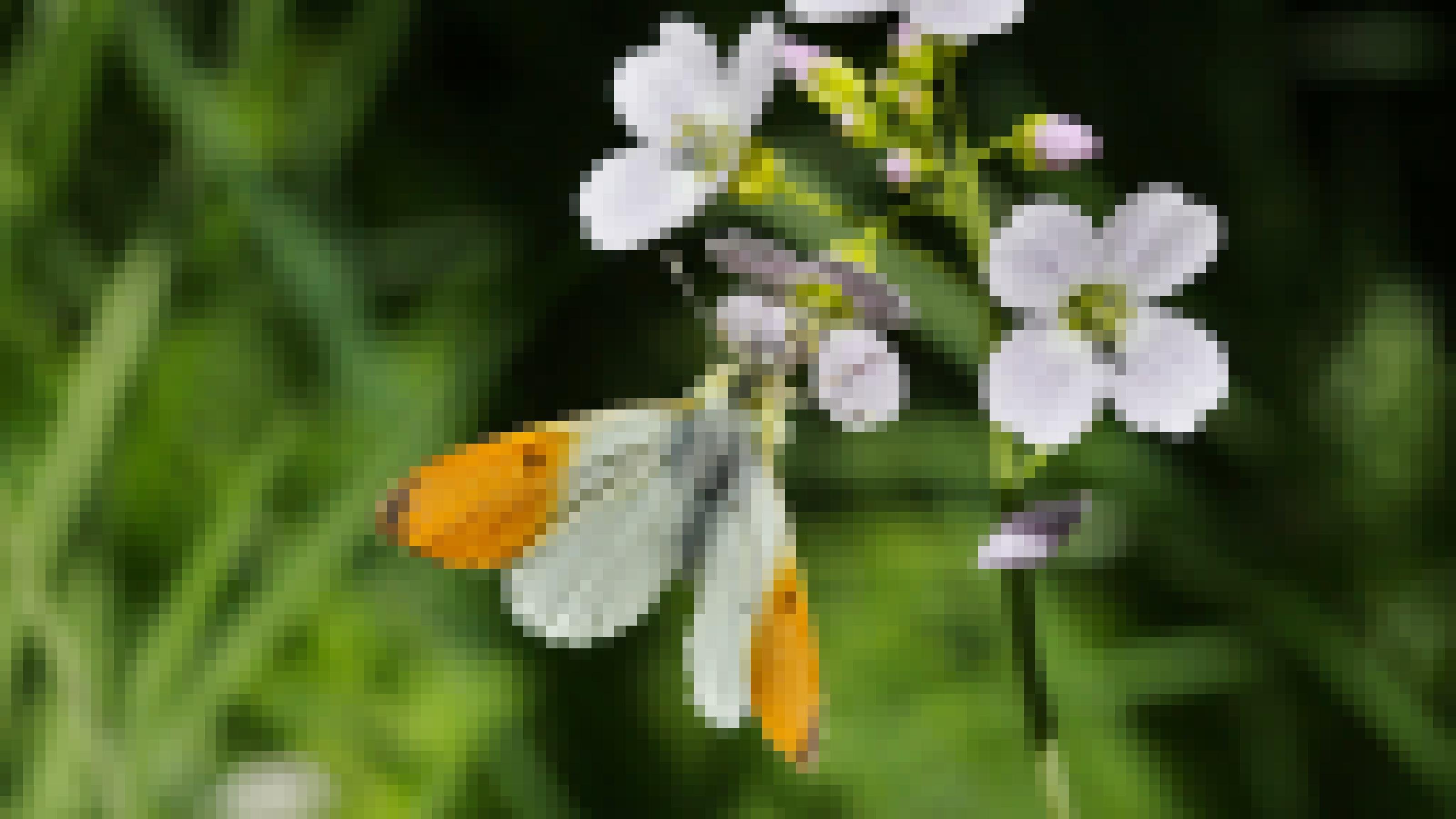 Ein weißer Falter mit orangefarbenen Flügelspitzen sitzt auf einer blass-lila Blüte.