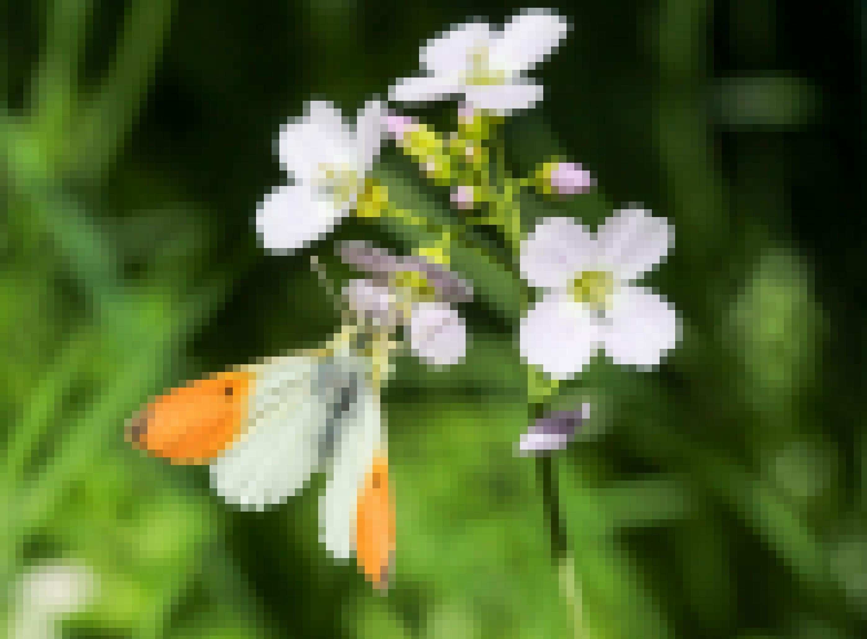 Ein Schmetterling mit weiß-orangen Flügeln trinkt aus einer Blüte mit hellvioletten Blättern.