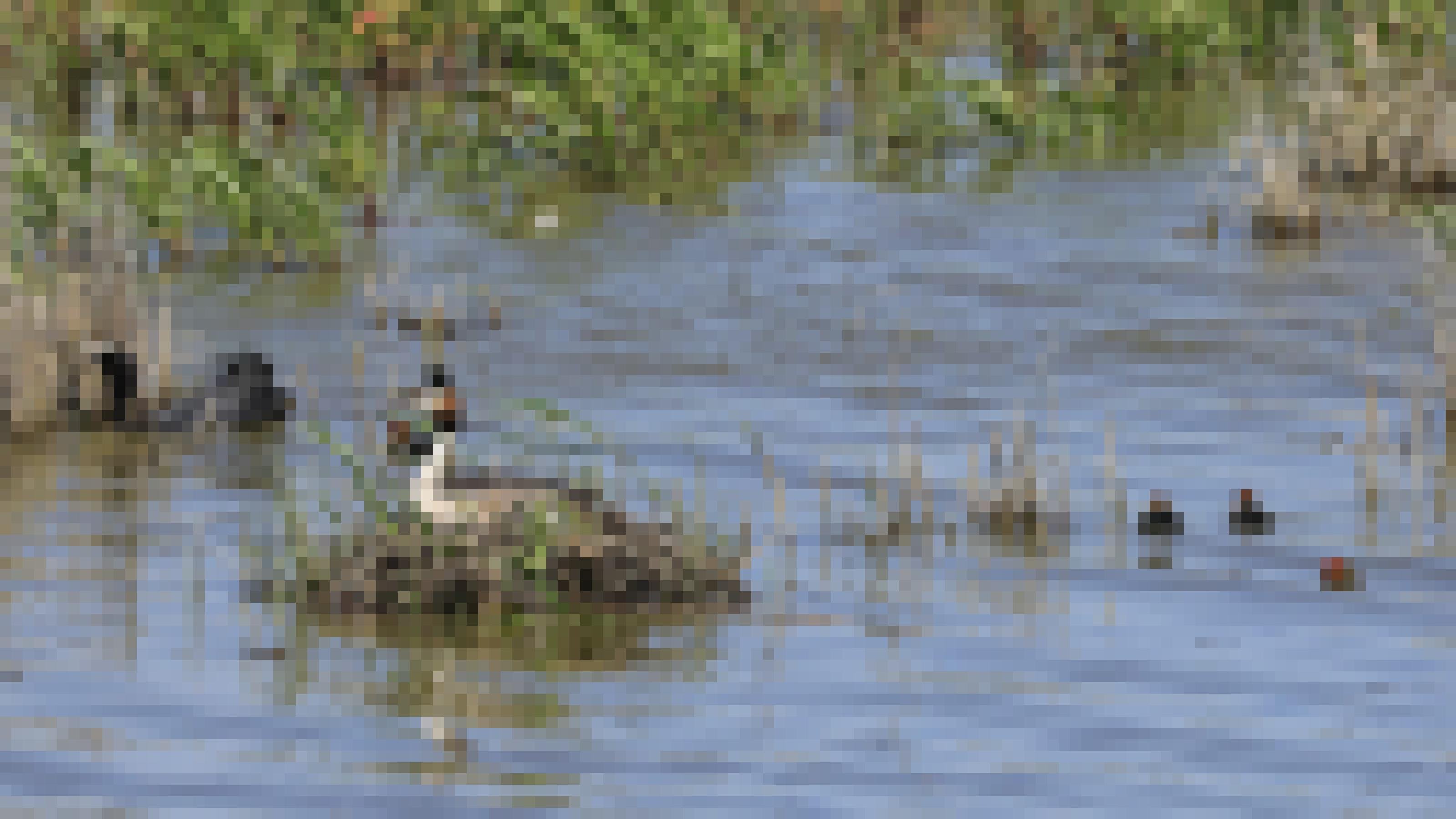 Auf einem Nest aus Pflanzenresten sitzt umgeben von Wasser ein Vogel mit einer Haube, um ihn herum schwimmen Küken mit rotem Kopf und ein ausgewachsenes Blässhuhn. Rechte: Anne Preger