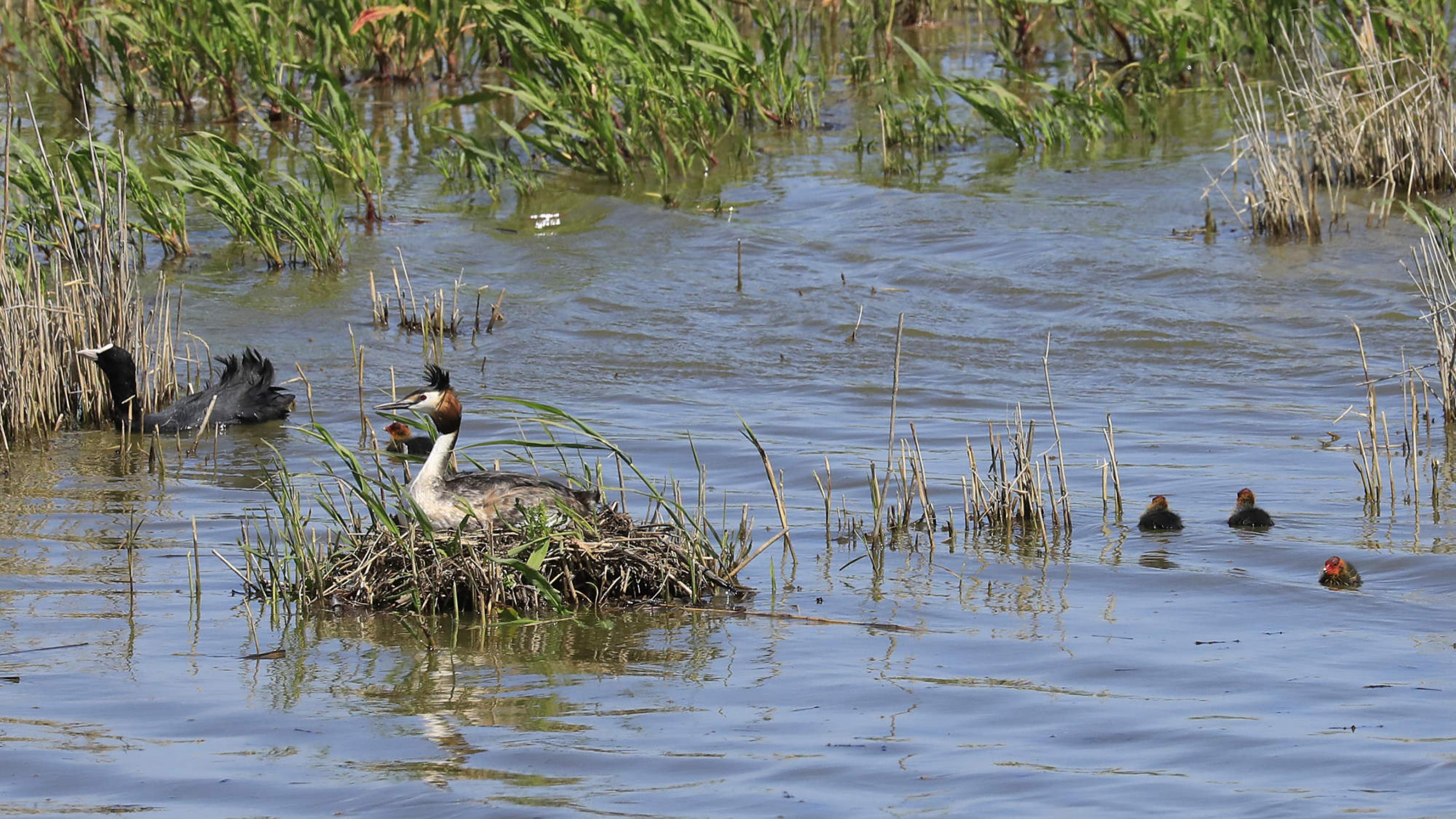 Auf einem Nest aus Pflanzenresten sitzt umgeben von Wasser ein Vogel mit einer Haube, um ihn herum schwimmen Küken mit rotem Kopf und ein ausgewachsenes Blässhuhn. Rechte: Anne Preger