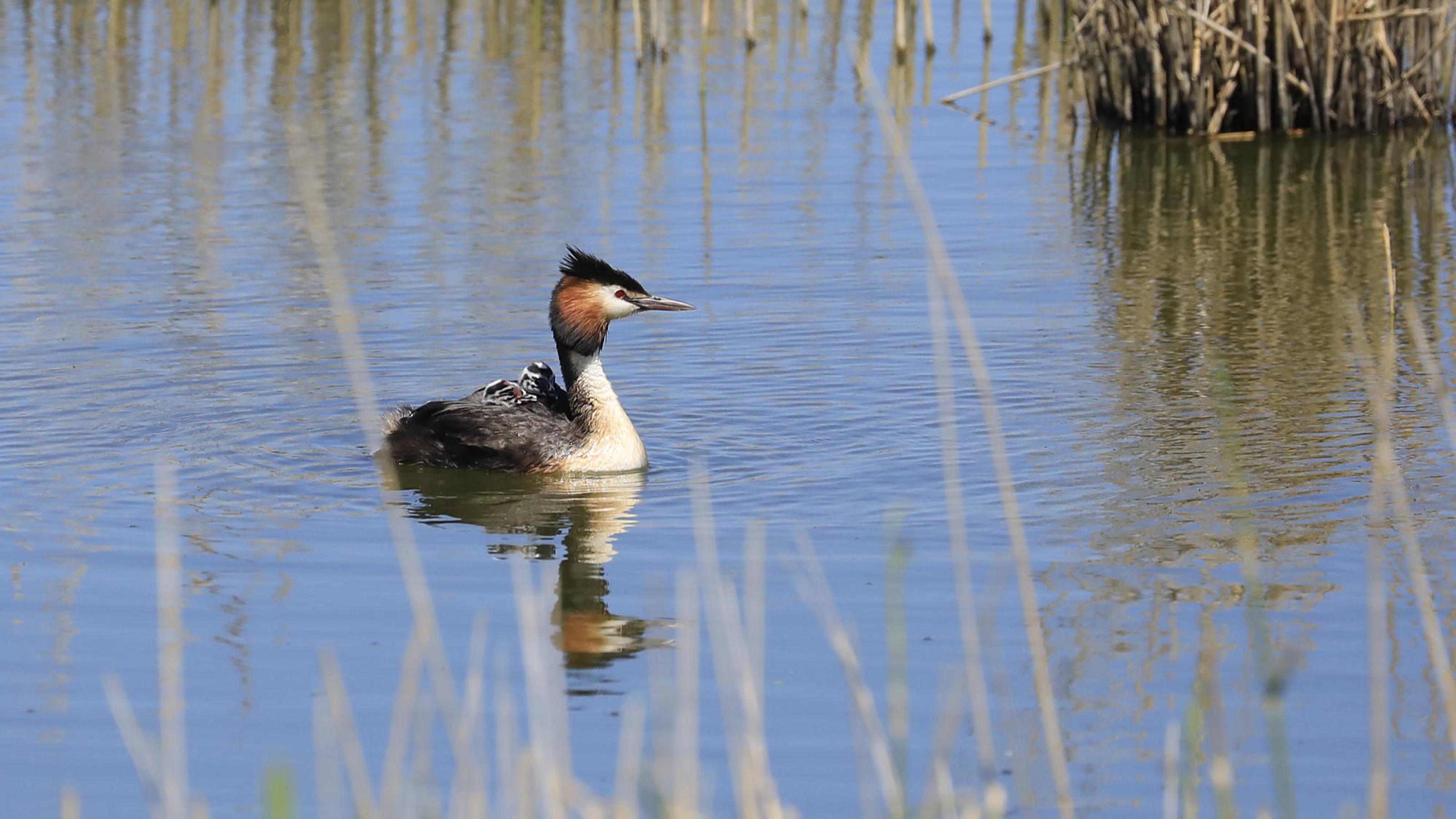 n Vogel mit rot-schwarzer Haube schwimmt durchs Wasser, auf seinem Rücken zwei kleine Küken. Rechte: Anne Preger