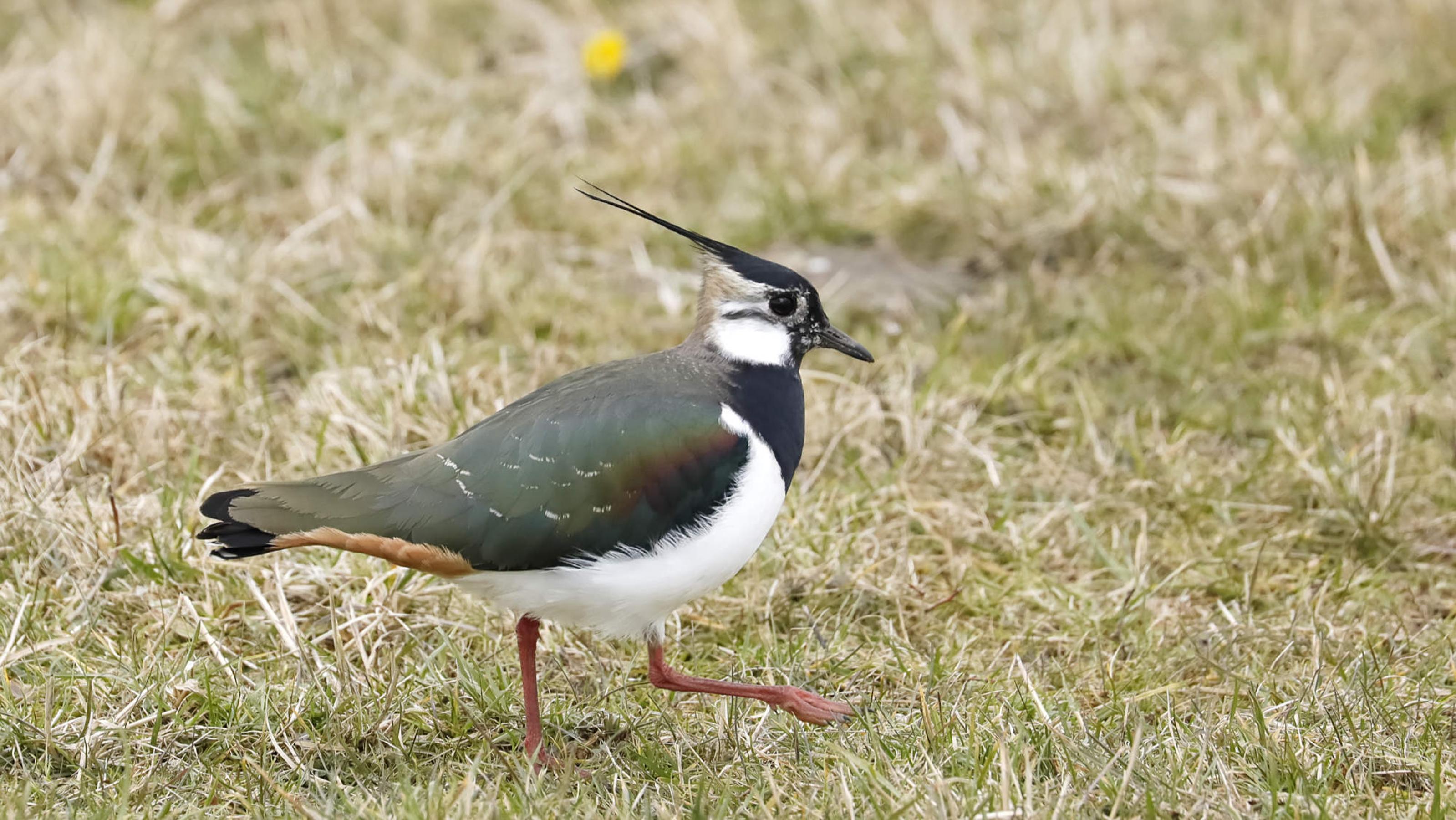 Ein Vogel mit schwarzer Kappe, weißer Brust, roten Beinen und grün-metallisch glänzendem Rückengefieder geht über trockenes Gras.