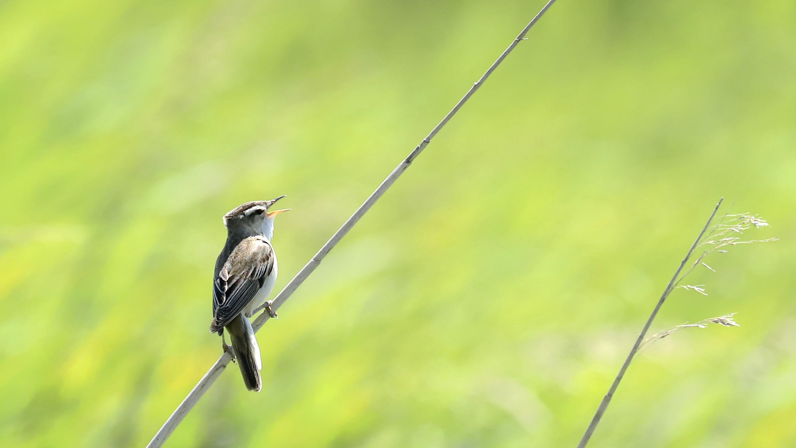 Ein kleiner Singvogel sitzt auf einem Schilfstängel und singt. Rechte: Anne Preger