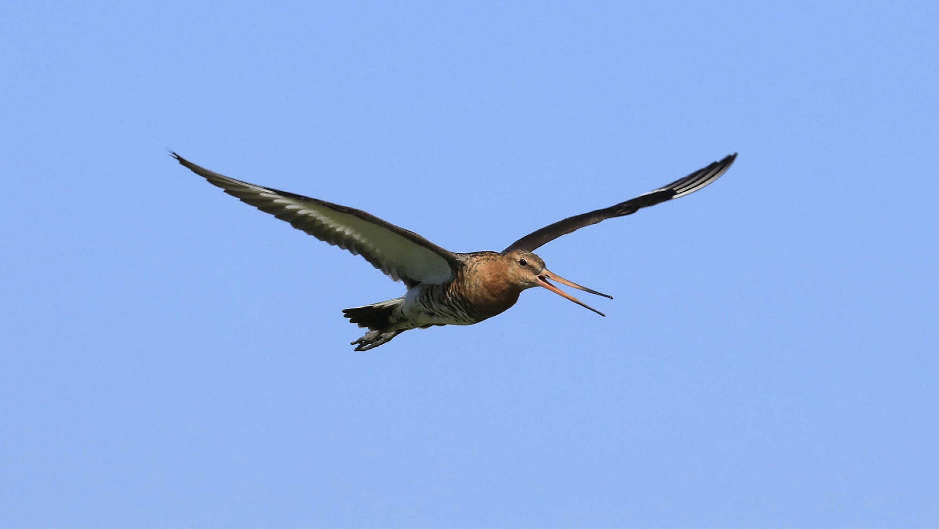 Ein Vogel mit langem Schnabel und rotbraun gemustertem Rumpf fliegt mit offenem Schnabel durch die Luft. Rechte: Anne Preger