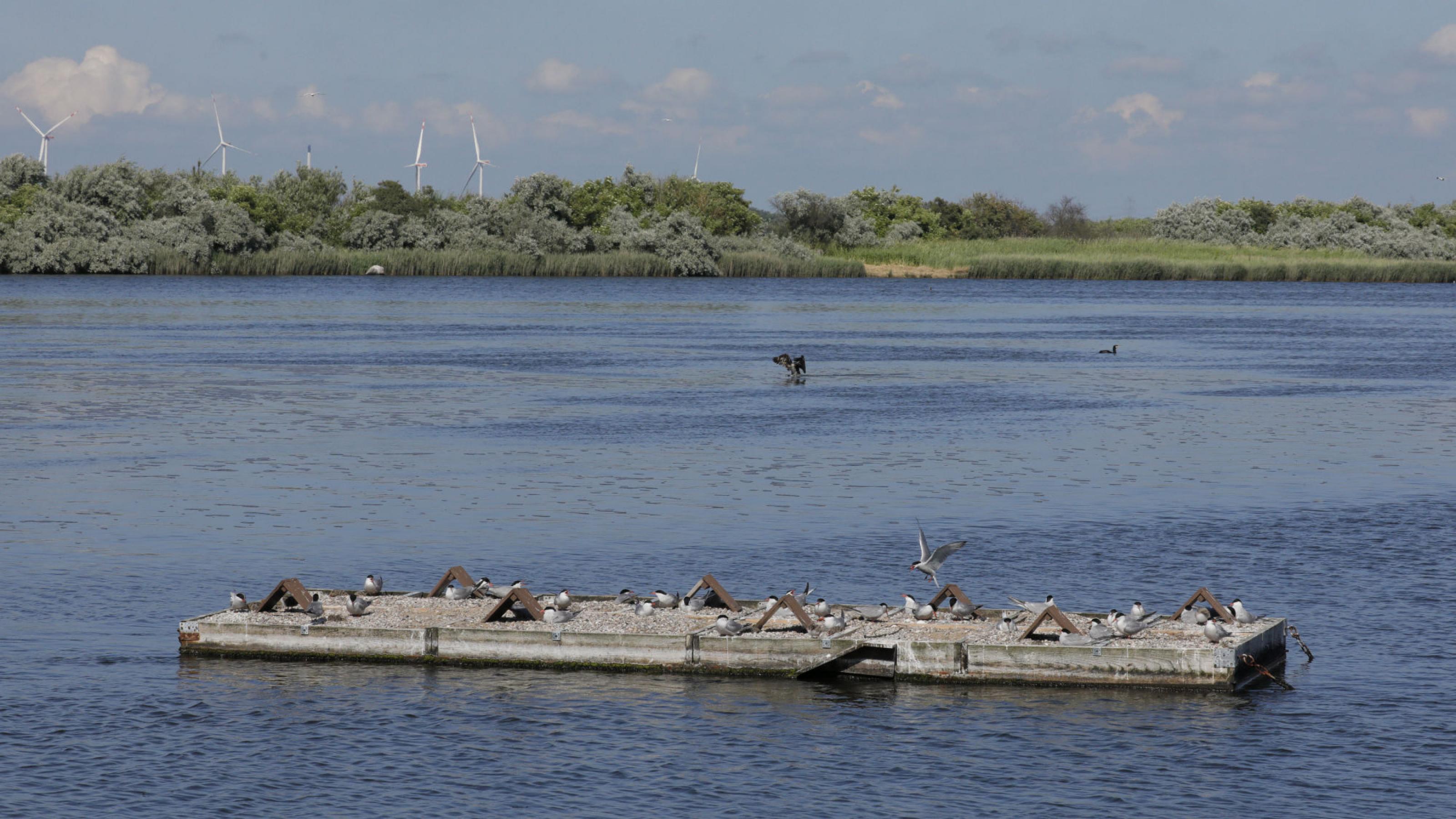 Gewässer mit bewachsenem Ufer, im Vordergrund eine rechteckige Insel mit Vögeln. Rechte: Anne Preger