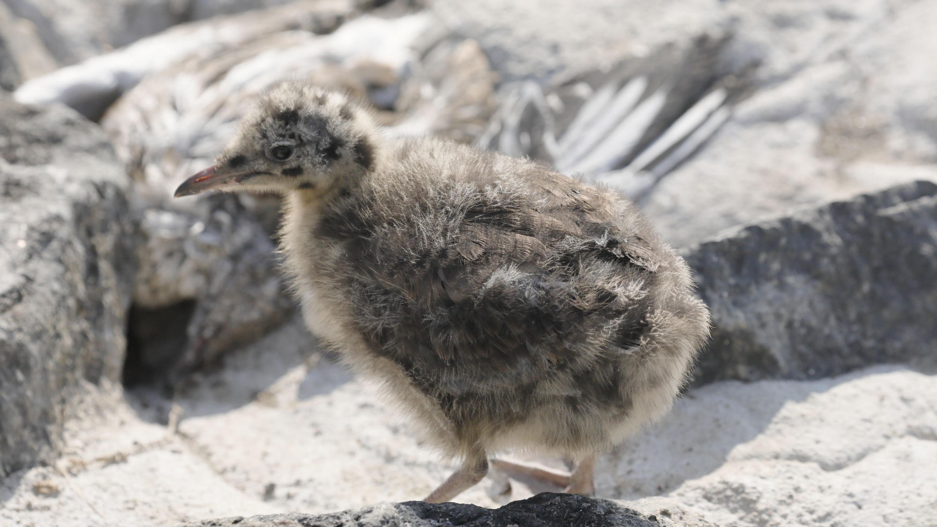 Ein braungefiedertes größeres Küken, dahinter unscharf ein toter Vogel. Rechte: Anne Preger