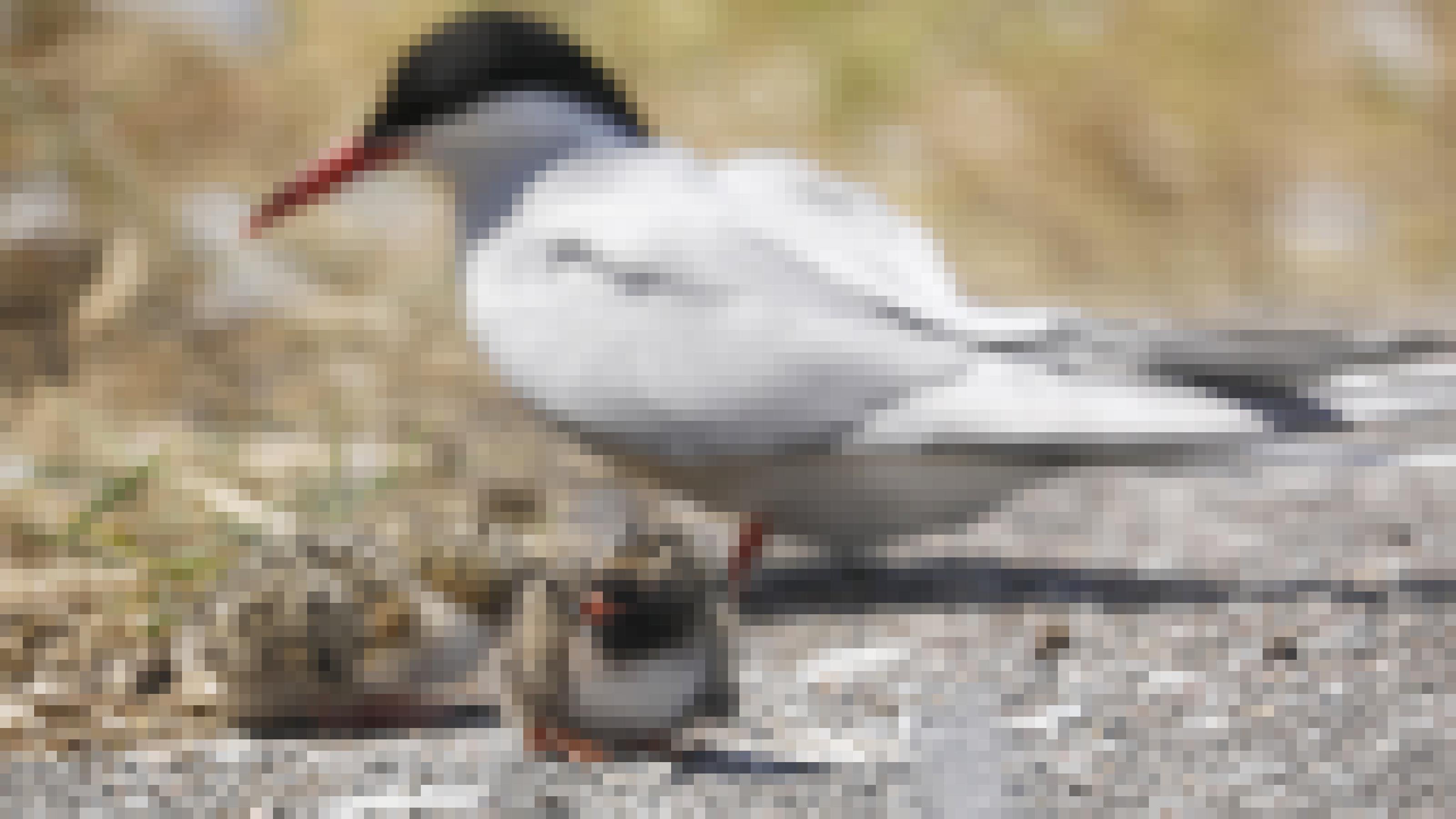 Zwei gepunktete Küken mit einem rot-schwarzen Schnabel sitzen auf dem Boden, dahinter unscharf ein Elternvogel. Rechte: Anne Preger