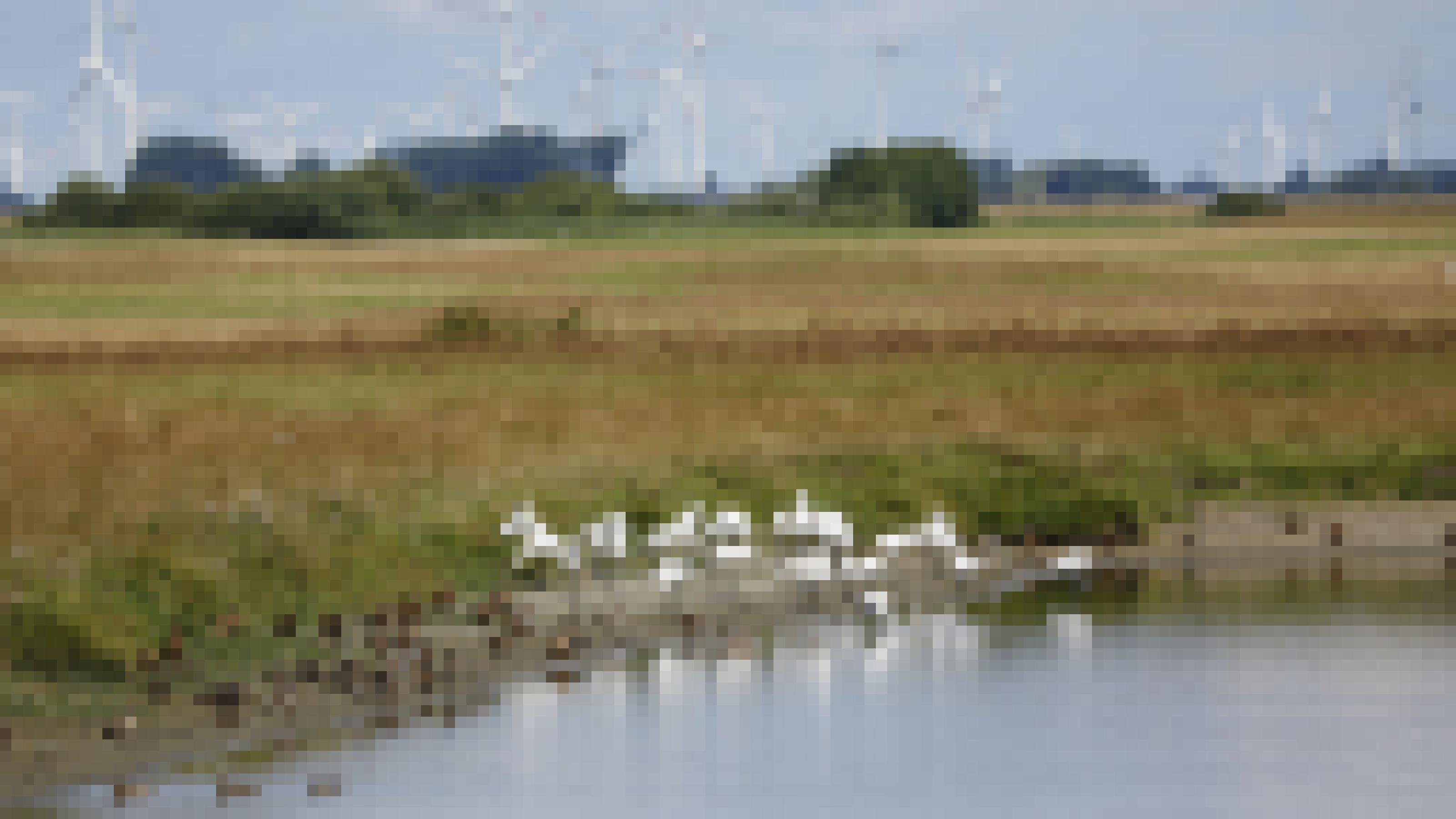 Weiße, große Vögel mit langem Schnabel stehen am Rand eines flachen Gewässers, im Hintergrund Feuchtwiesen und Windräder. Rechte: Anne Preger