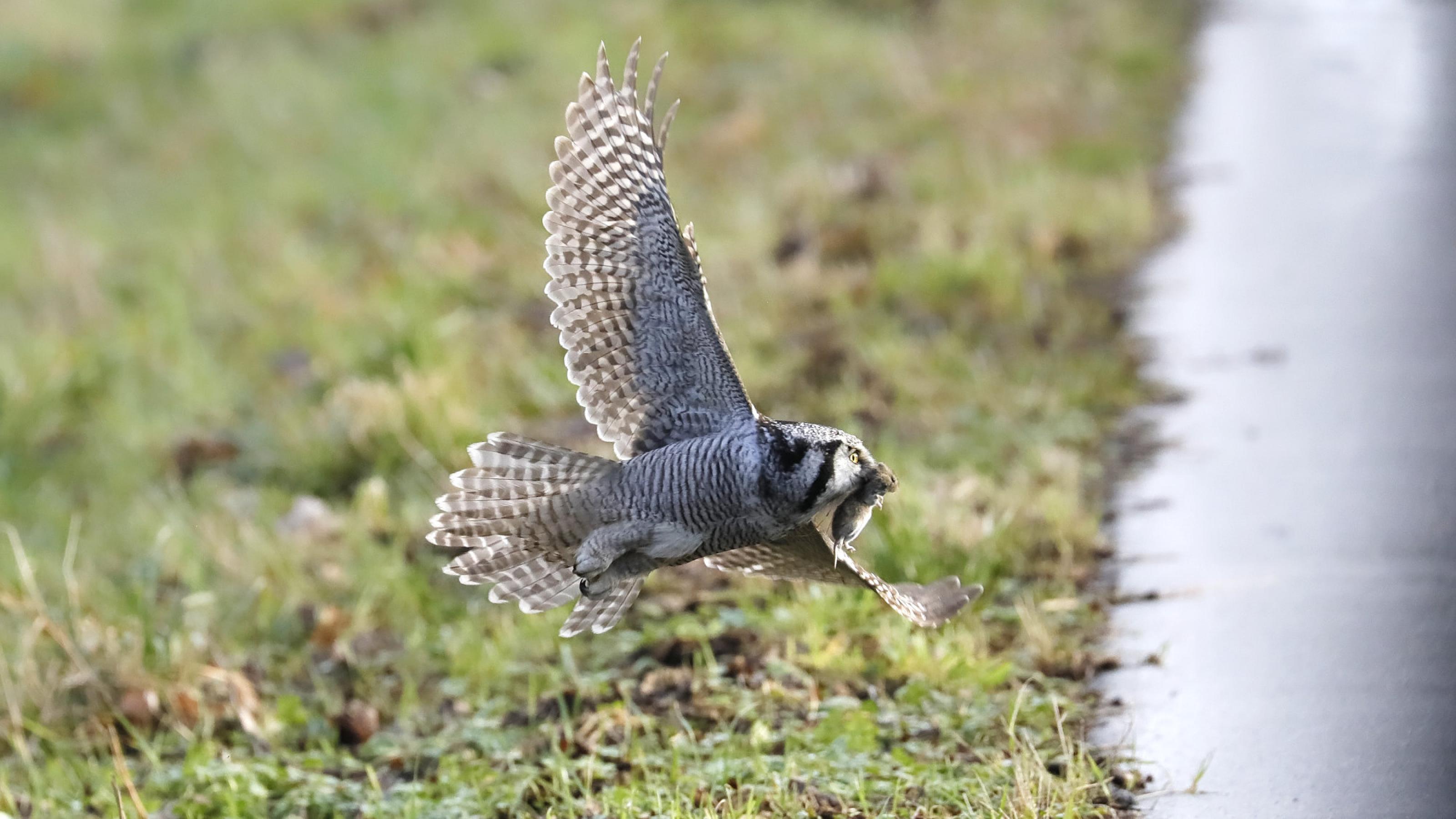 Eine Eule fliegt knapp über dem Gras und hat eine Maus im Schnabel.