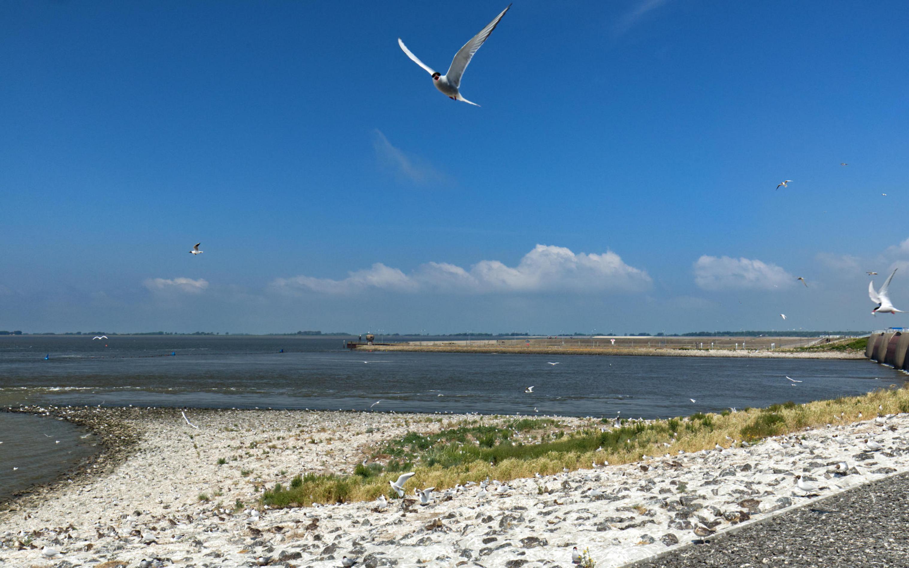 Eine steinige Böschung öffnet sich zum Wattenmeer, ganz rechts erkennt man das Eidersperrwerk. Zwischen den Steinen sitzen Vögel, auch in der Luft fliegen Möwen und Seeschwalben. Rechte: Anne Preger