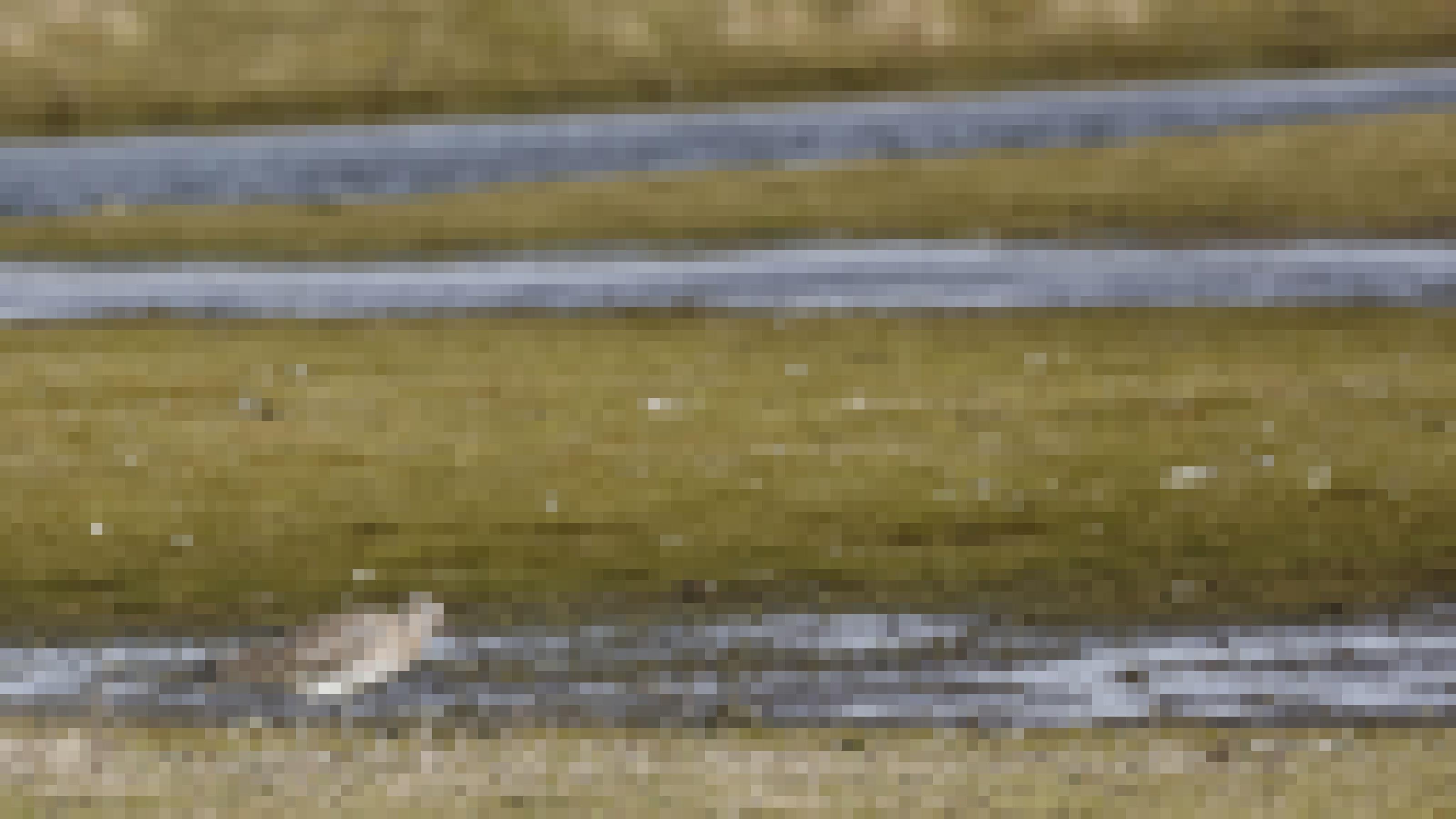 Ein Vogel mit langem, gebogenem Schnabel und langen Beinen schreitet über eine feuchte Wiese, dahinter flaches Wasser.
