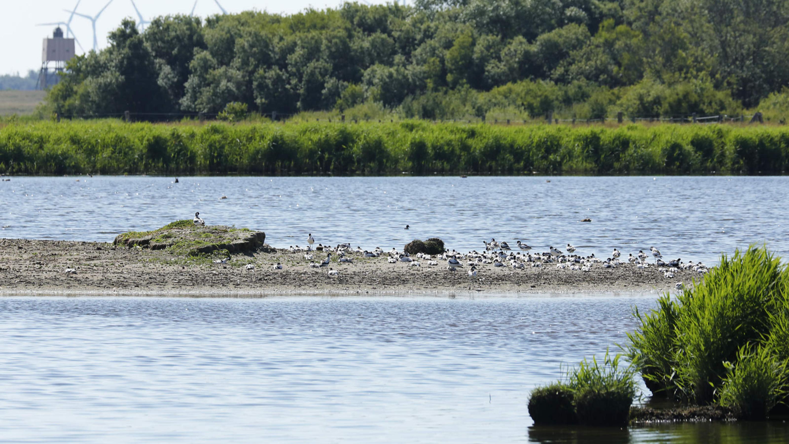 Im Wasser liegt eine flache Insel aus Sand und Schlick, darauf viele schwarz-weiße Vögel, dahinter ein Wäldchen und ein Beobachtungsturm. Rechte: Anne Preger