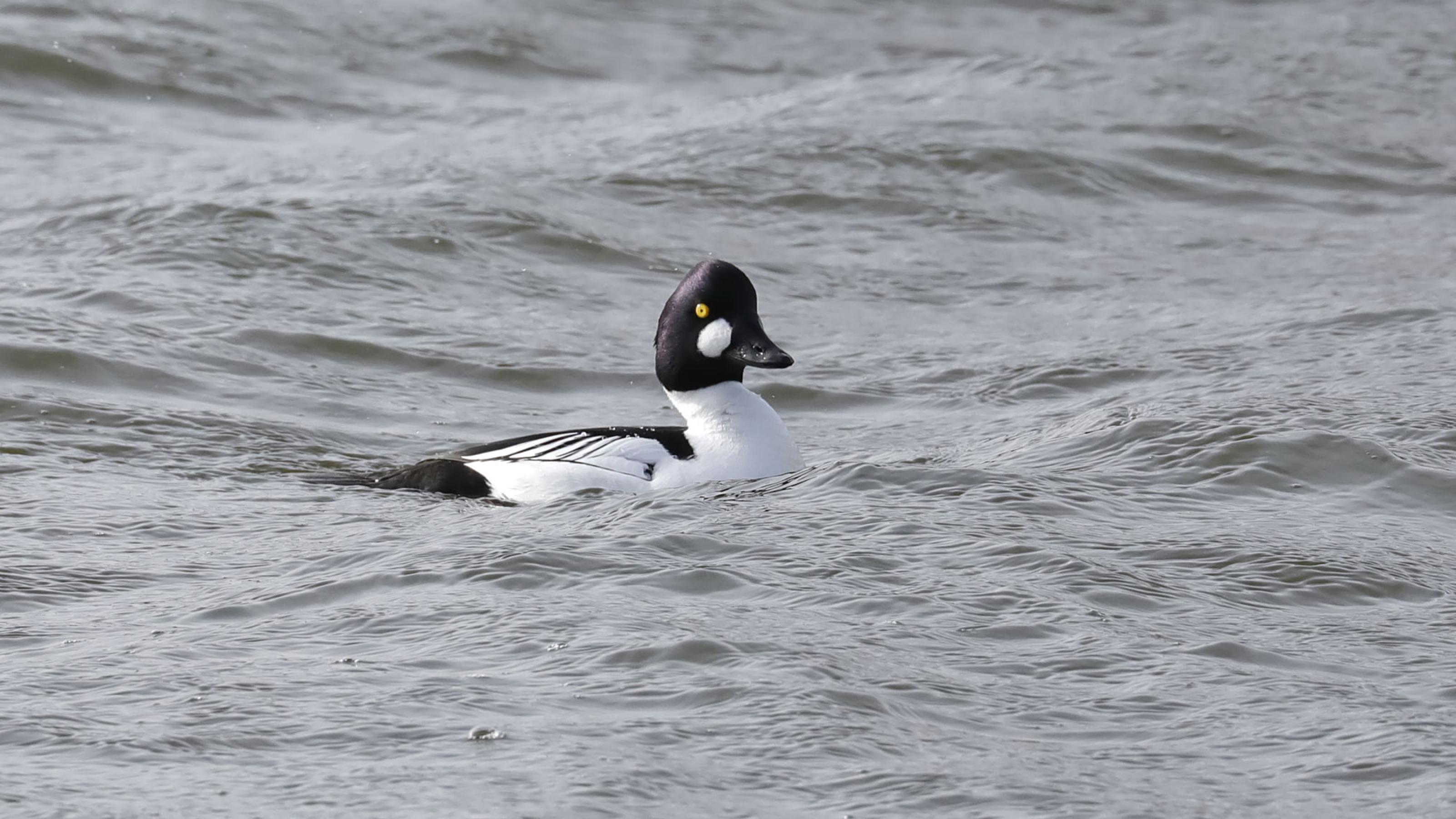 Eine Ente mit gelbem Auge, dunkelblau schillerndem Kopfgefieder mit markantem weißem Wangenfleck schwimmt auf aufgewühltem Wasser. Rechte: Anne Preger