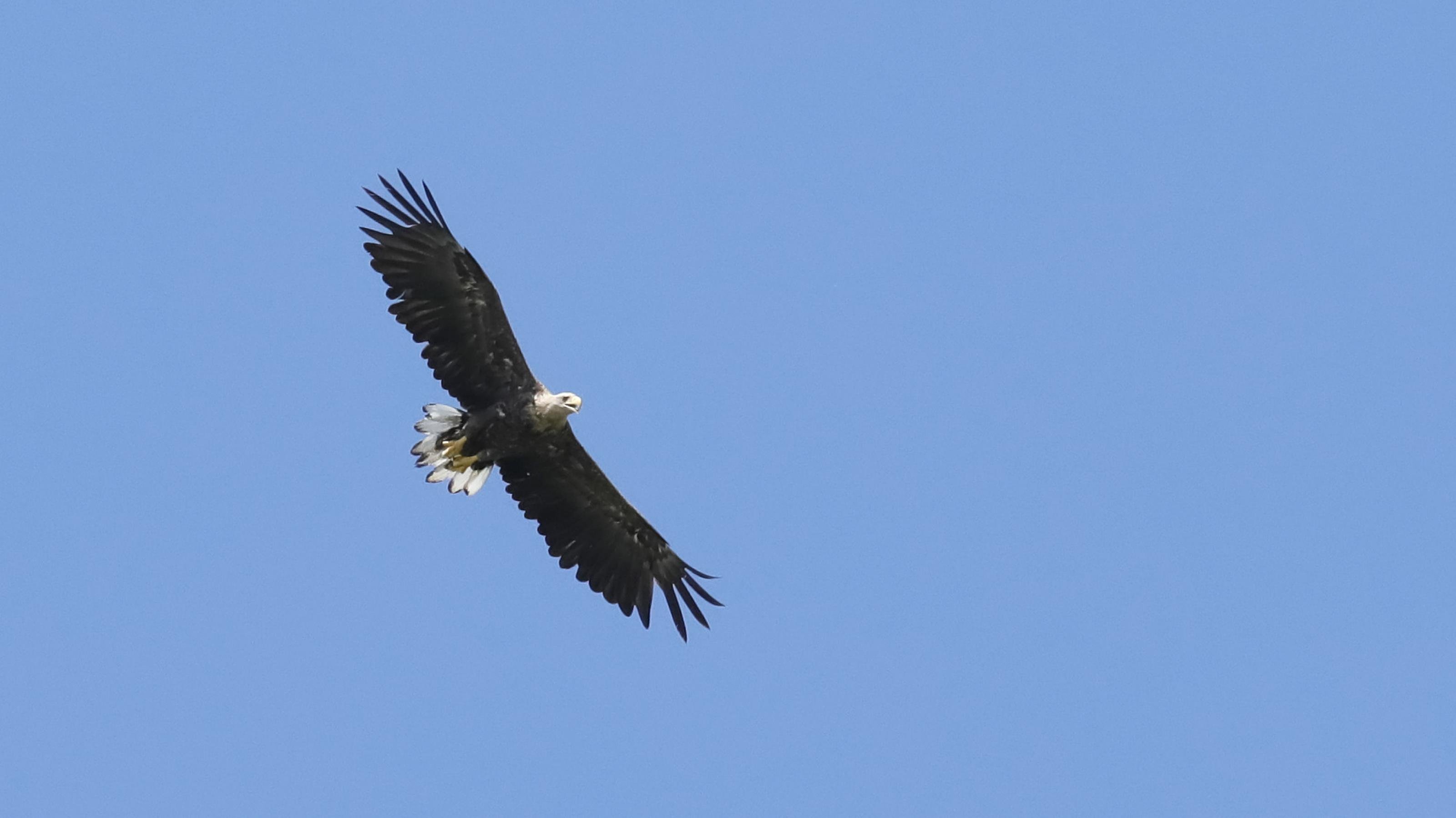 Ein Seeadler mit dunklem Gefieder, hellem Kopf und hellem Schwanz vor blauem Himmel. Rechte: Anne Preger
