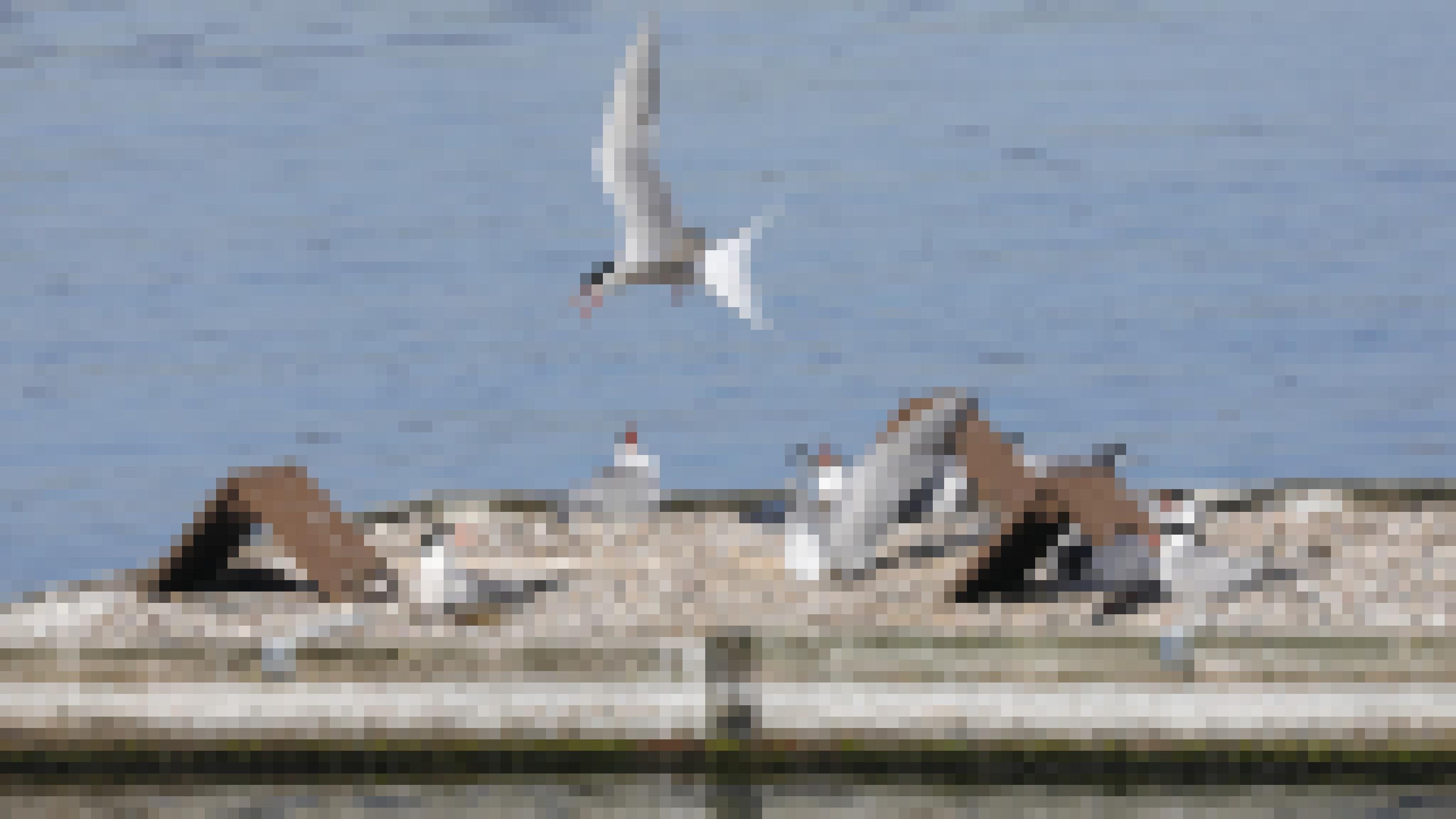 Eine schwarz-weiß gefiederte Seeschwalbe fliegt mit offenem, rot-schwarzem Schnabel über die Kunstinsel. Darauf sitzen etliche Artgenossen, die alle den Vogel ansehen und zum Teil ebenfalls die Schnäbel geöffnet haben. Rechte: Anne Preger