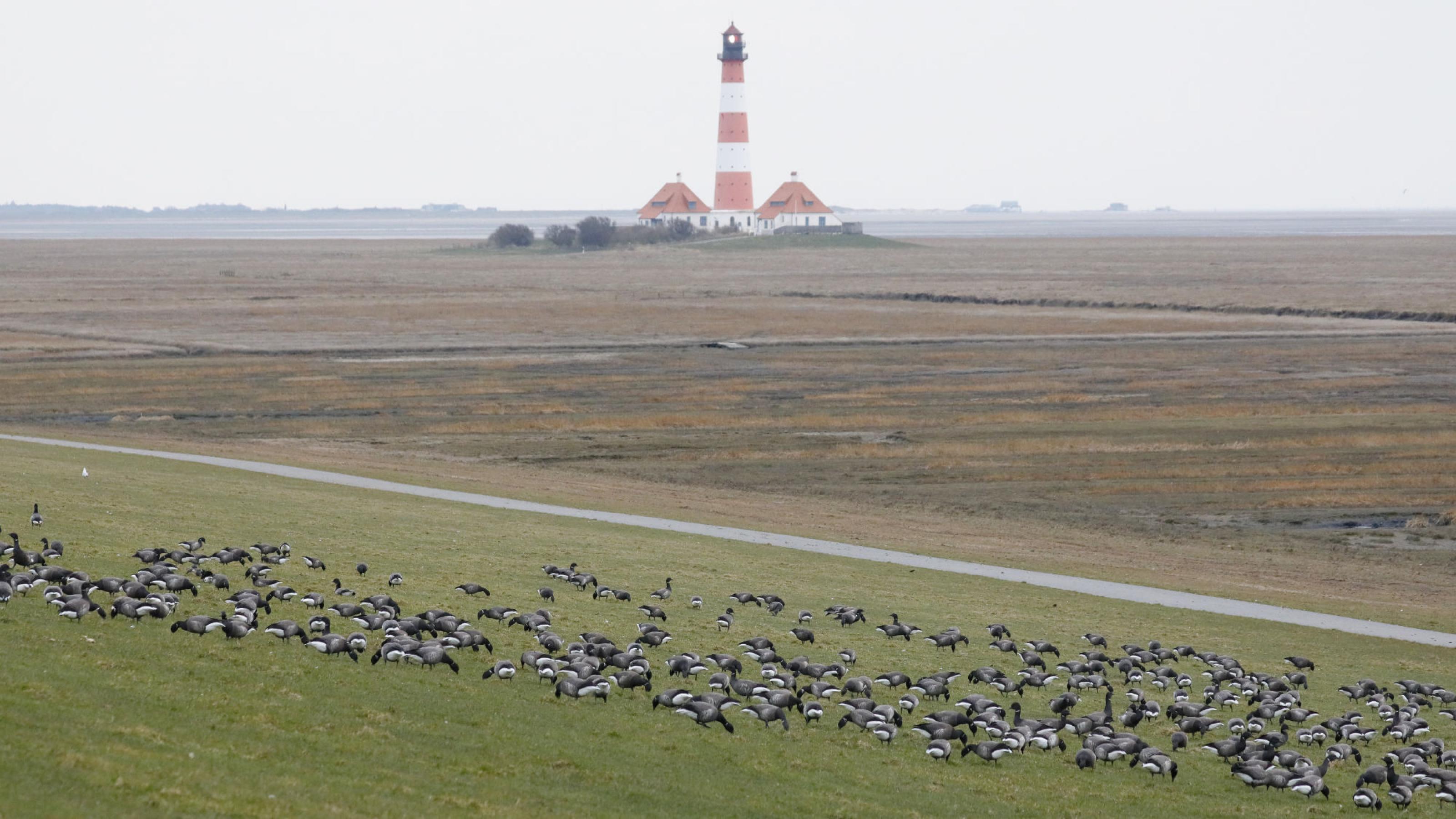 Eine große Schar dunkelgrauer Gänse frisst Gras, im Hintergrund ein rot-weißer Leuchtturm. Rechte: Anne Preger